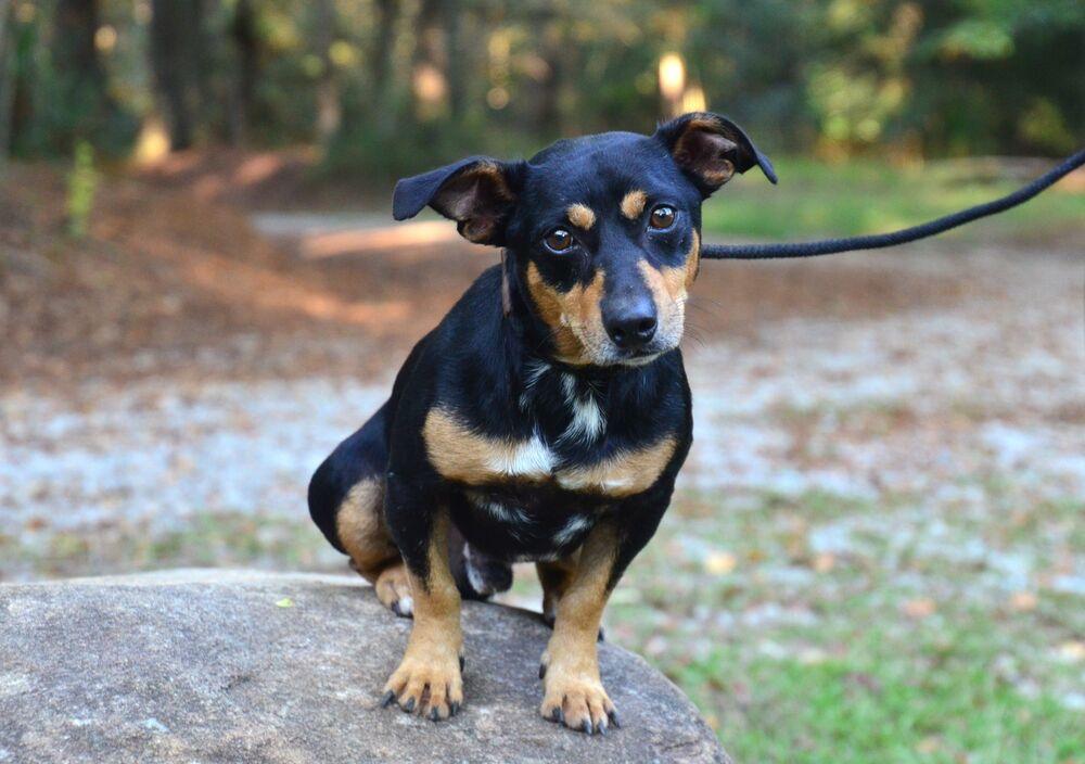 Enlarge Hank, a Adoptable mixed breed in Willingboro, NJ image 4/6