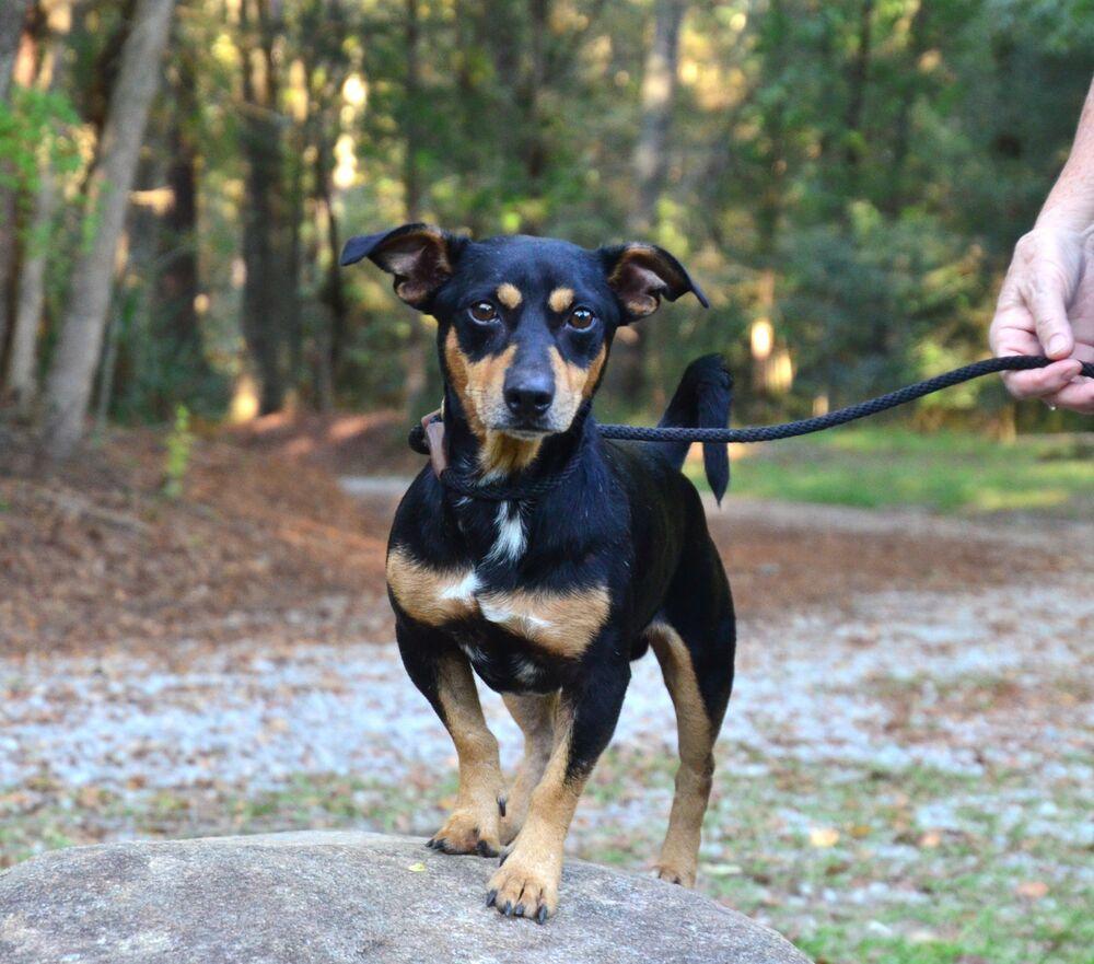 Enlarge Hank, a Adoptable mixed breed in Willingboro, NJ image 5/6