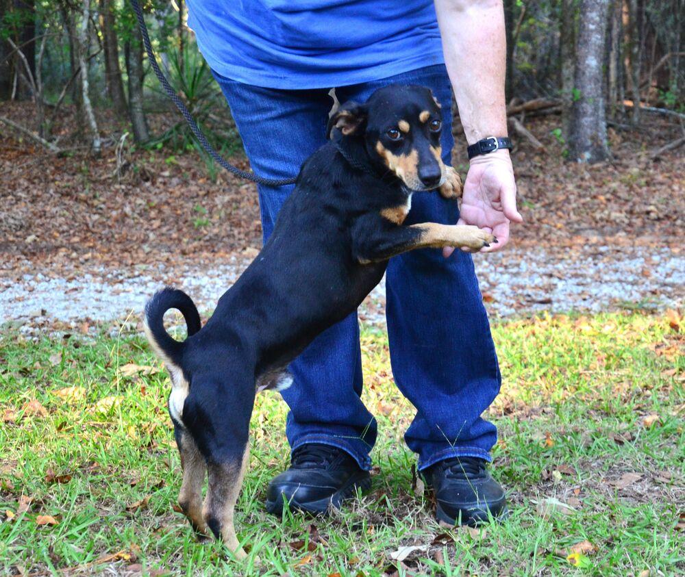 Enlarge Hank, a Adoptable mixed breed in Willingboro, NJ image 6/6