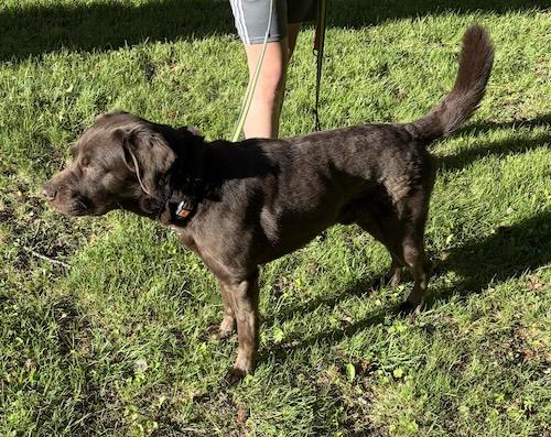 Enlarge Duke 68, a ADOPTABLE mixed breed in Killingworth, CT image 2/4