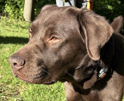 Duke 68, ADOPTABLE, Adult Male Chocolate Labrador Retriever.