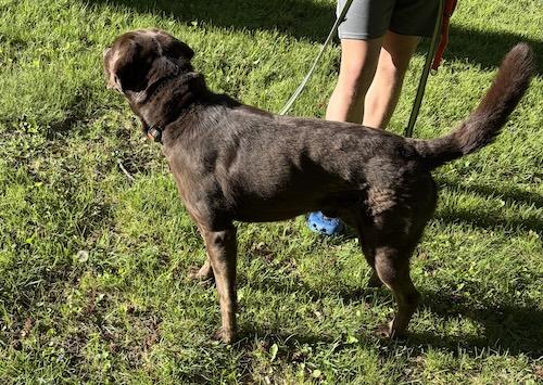 Enlarge Duke 68, a ADOPTABLE mixed breed in Killingworth, CT image 3/4