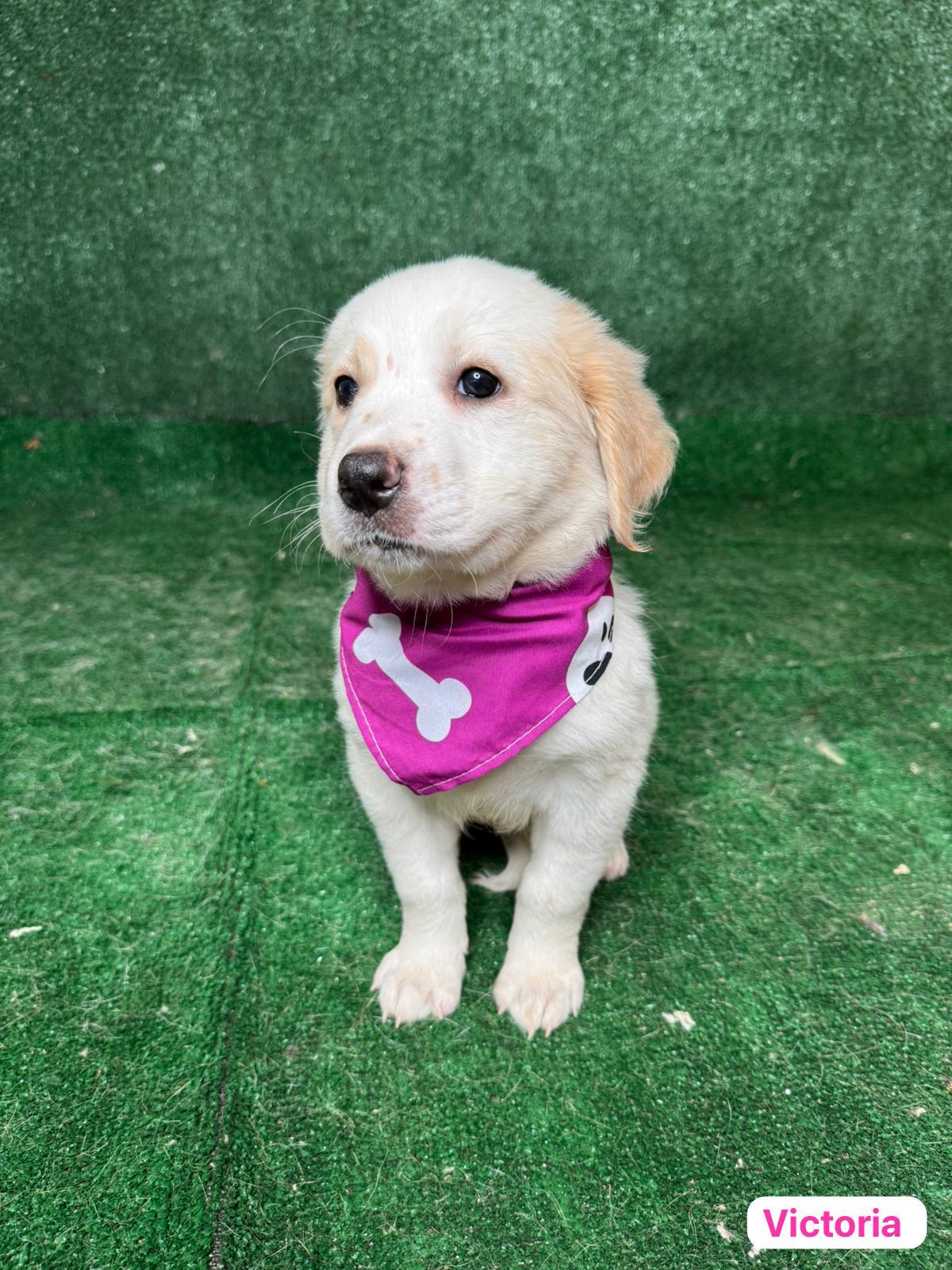 Enlarge Victoria , a ADOPTABLE mixed breed in New York, NY image 2/4