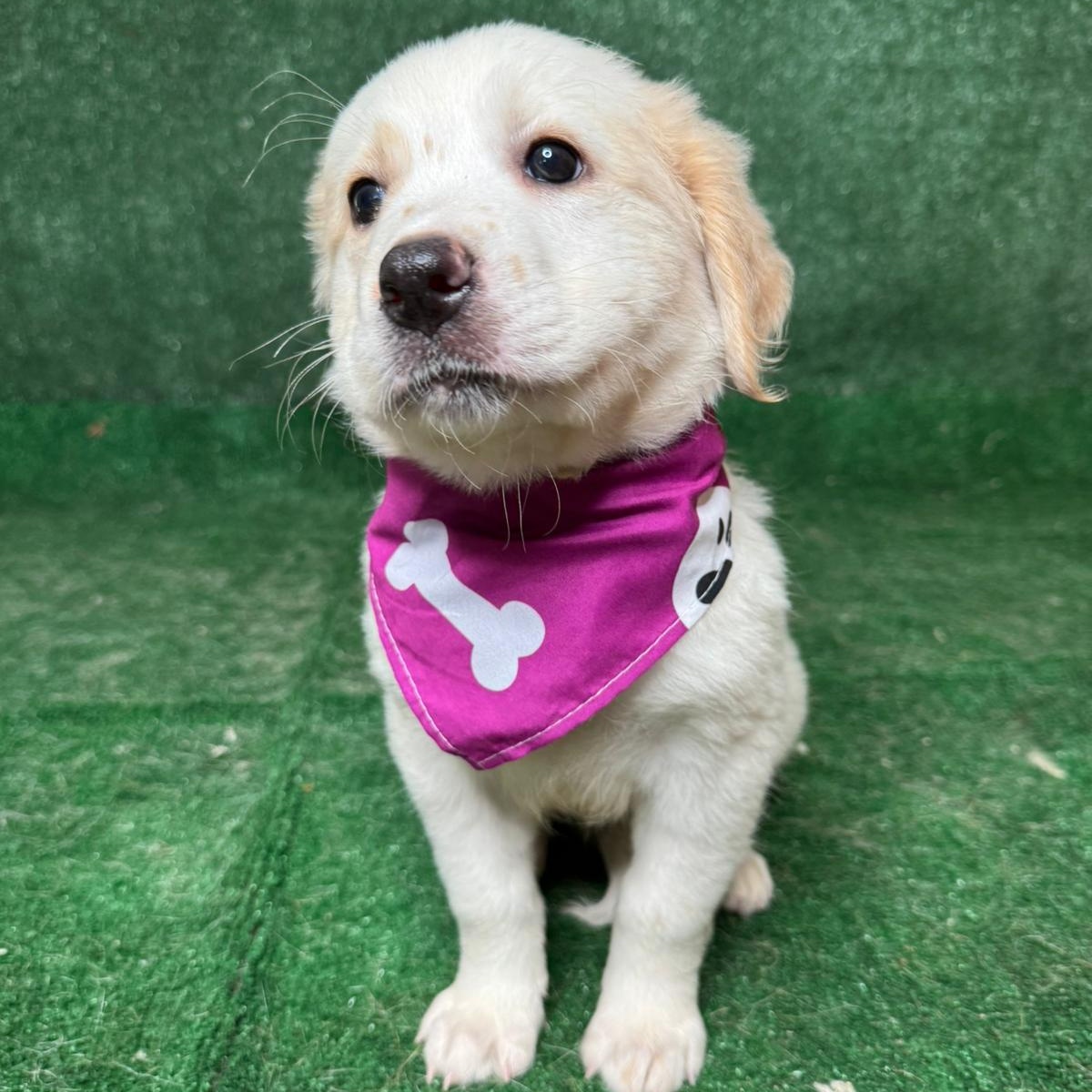 Enlarge Victoria , a ADOPTABLE mixed breed in New York, NY image 1/4