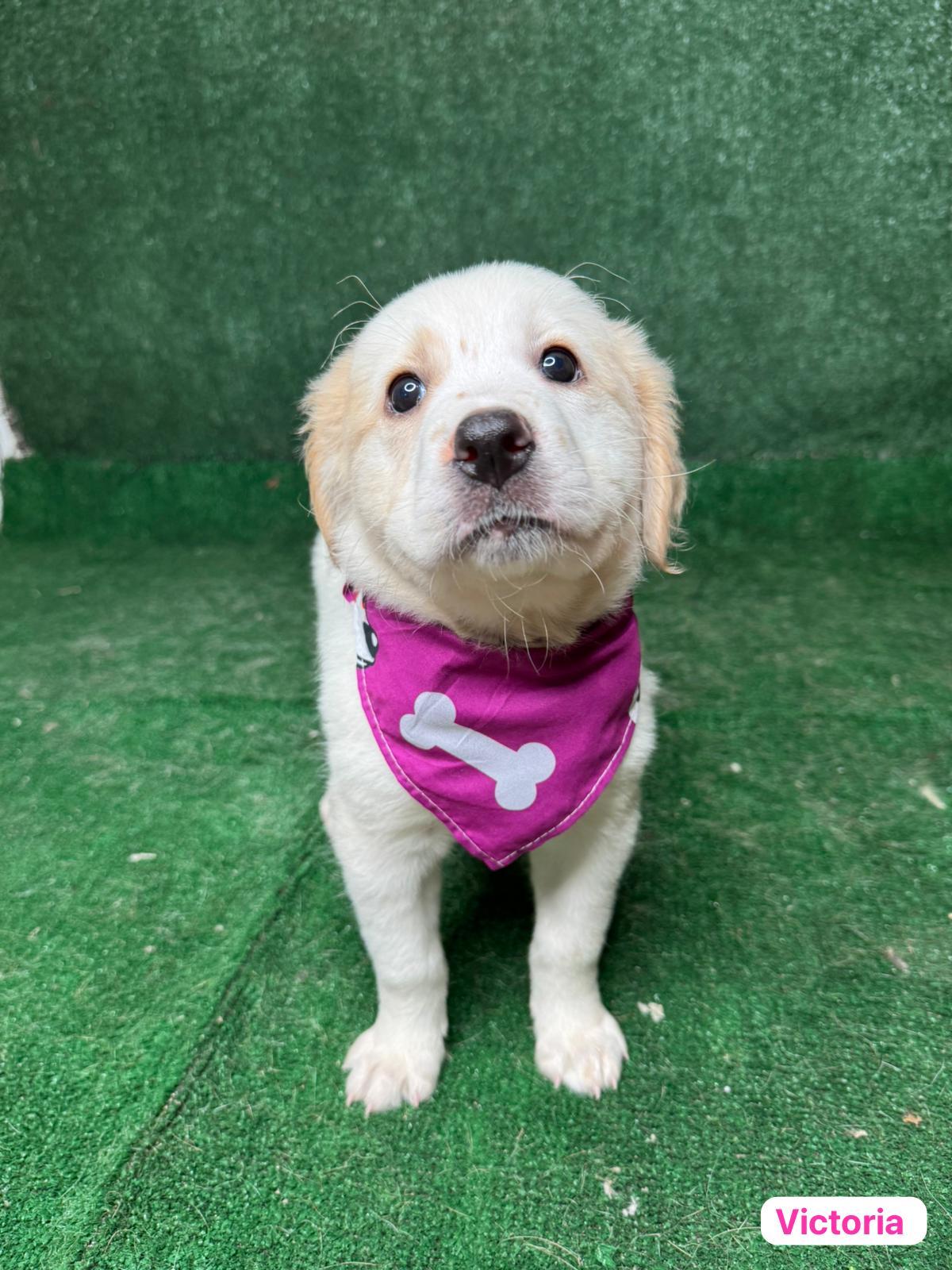 Enlarge Victoria , a ADOPTABLE mixed breed in New York, NY image 3/4