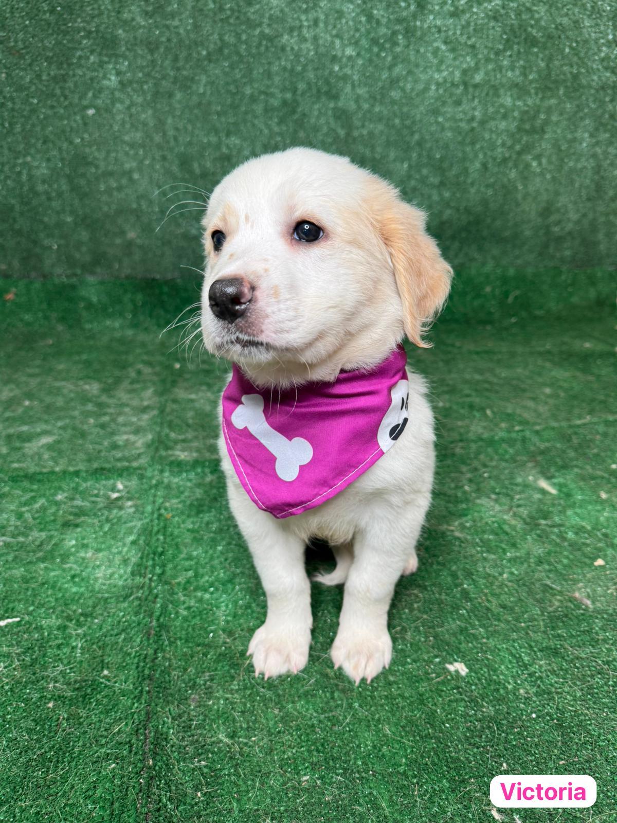 Enlarge Victoria , a ADOPTABLE mixed breed in New York, NY image 4/4