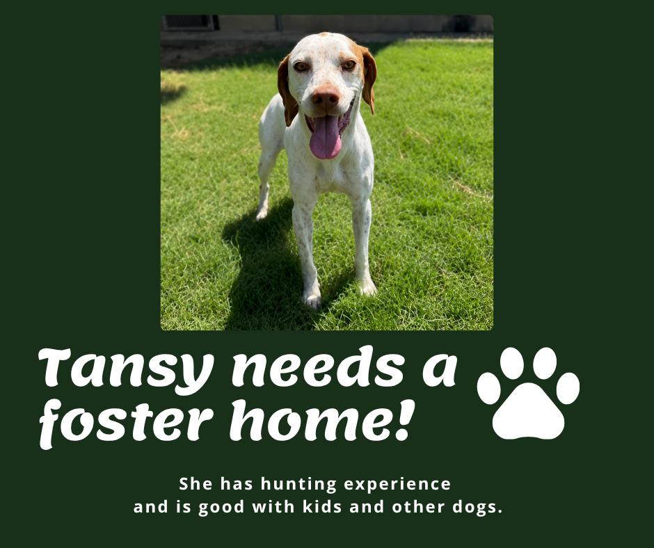 Needs Foster Tansy (GA), ADOPTABLE, Adult Female English Pointer.