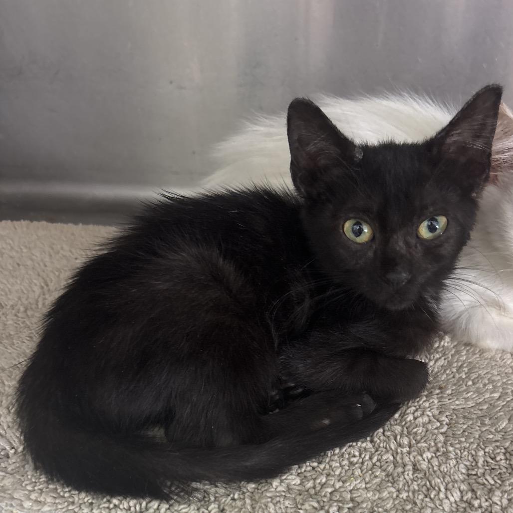 Wiggle, Adoptable, Kitten Female Domestic Short Hair.