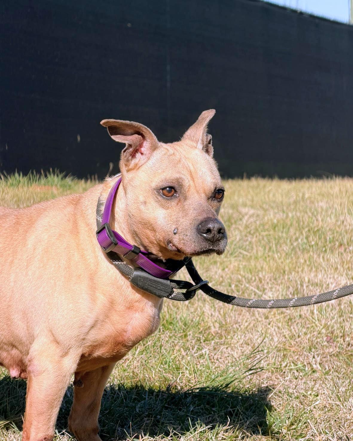 Enlarge Dolphin, a ADOPTABLE mixed breed in PHILADELPHIA, TN image 2/2
