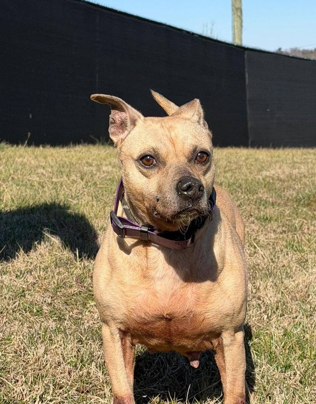 Enlarge Dolphin, a ADOPTABLE mixed breed in PHILADELPHIA, TN image 1/2