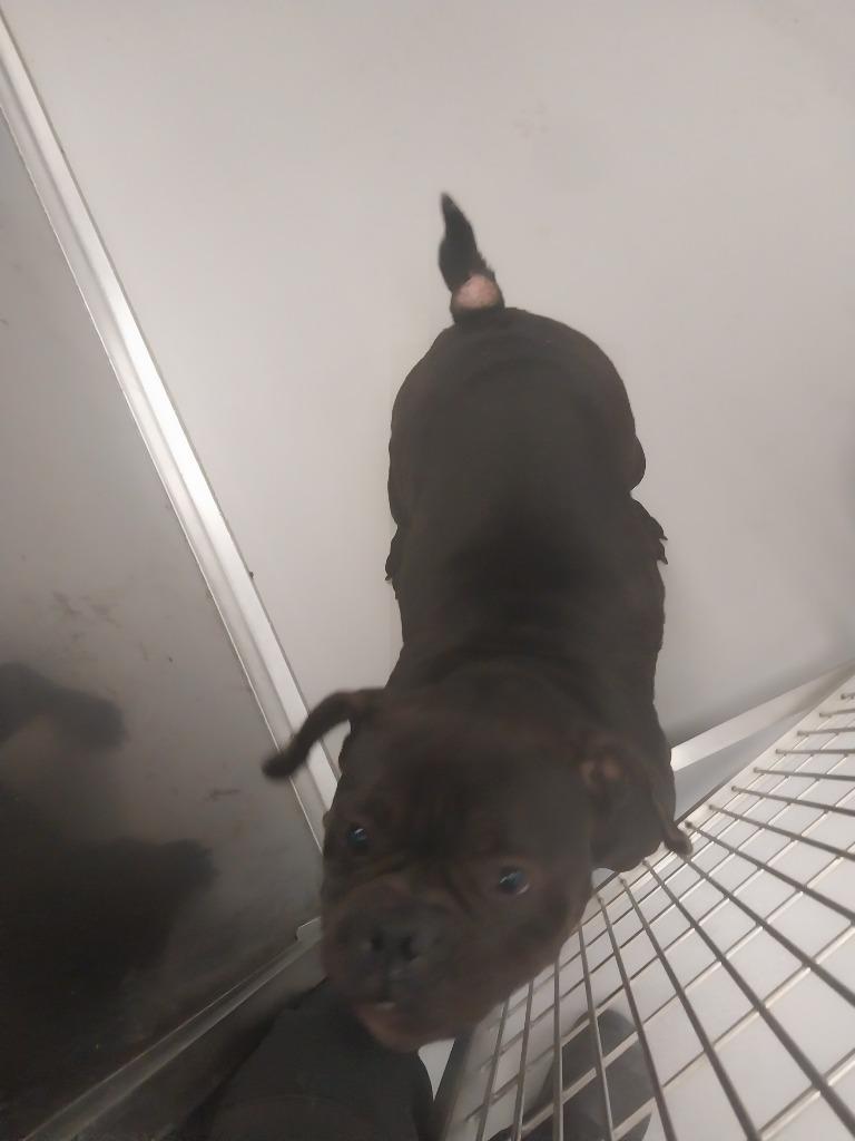 Athena, Adoptable, Young Female Mixed Breed.