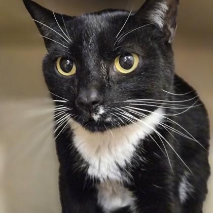 Enlarge Poke Littles, a Adoptable mixed breed in Sacramento, CA image 3/3