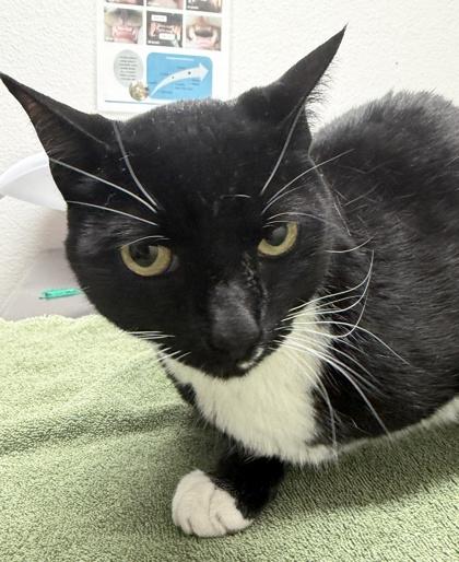 Enlarge Poke Littles, a Adoptable mixed breed in Sacramento, CA image 2/3