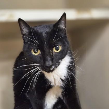 Poke Littles, Adoptable, Adult Male Domestic Short Hair.