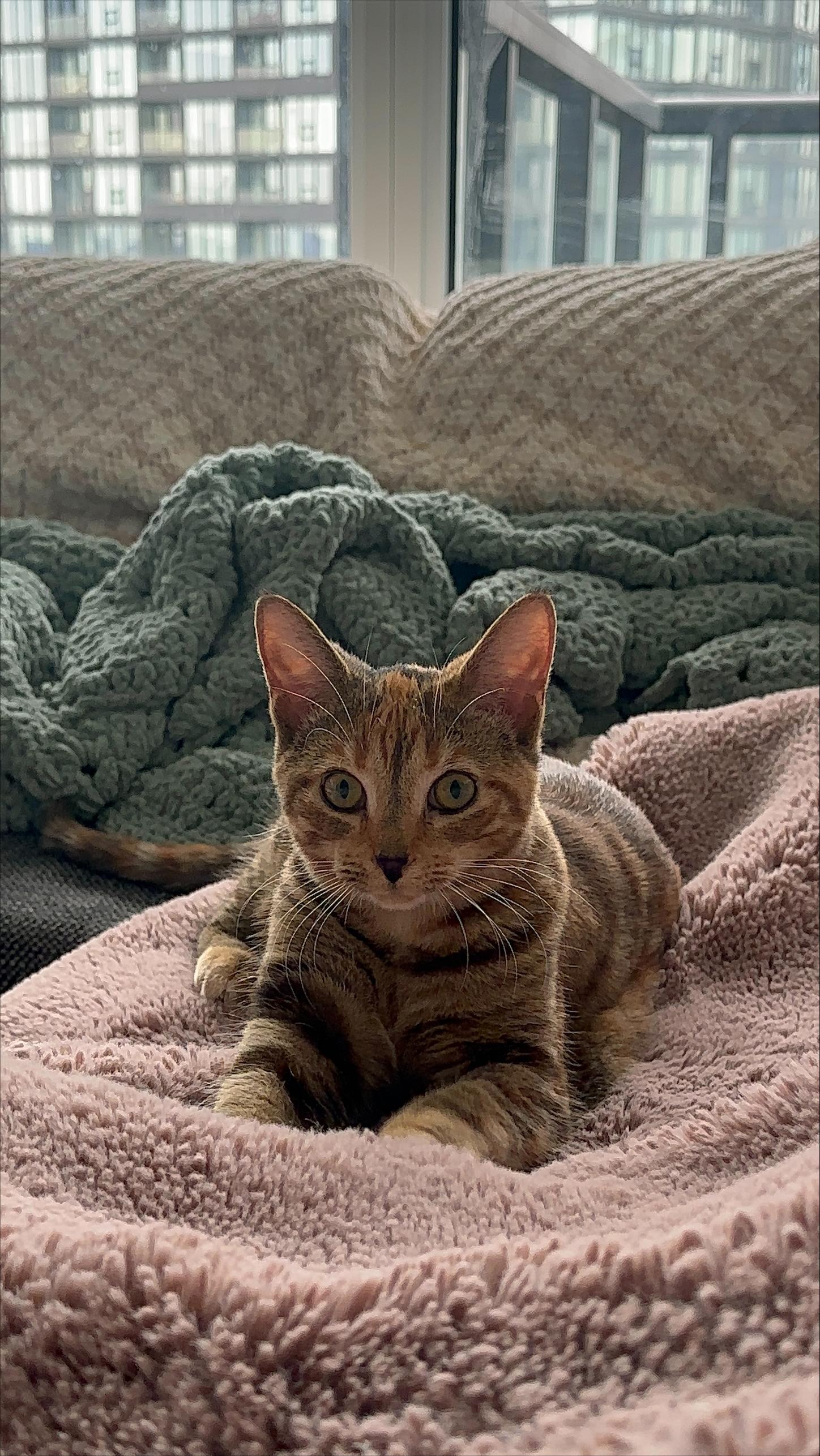 Enlarge Snickers *MUST BE ADOPTED AS A BUDDY CAT*, a ADOPTABLE Domestic Short Hair in Toronto, ON image 1/5