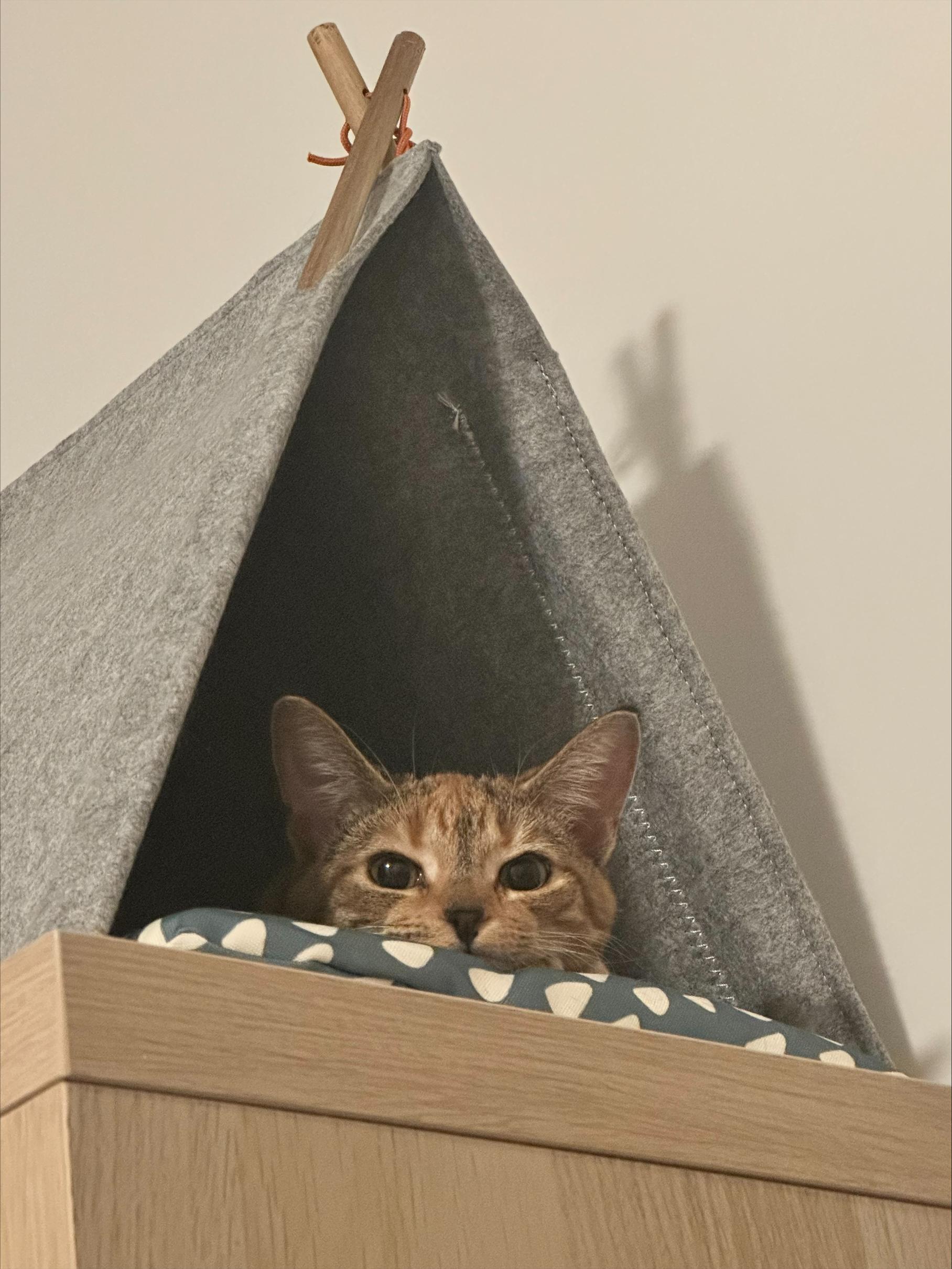 Enlarge Snickers *MUST BE ADOPTED AS A BUDDY CAT*, a ADOPTABLE Domestic Short Hair in Toronto, ON image 2/5