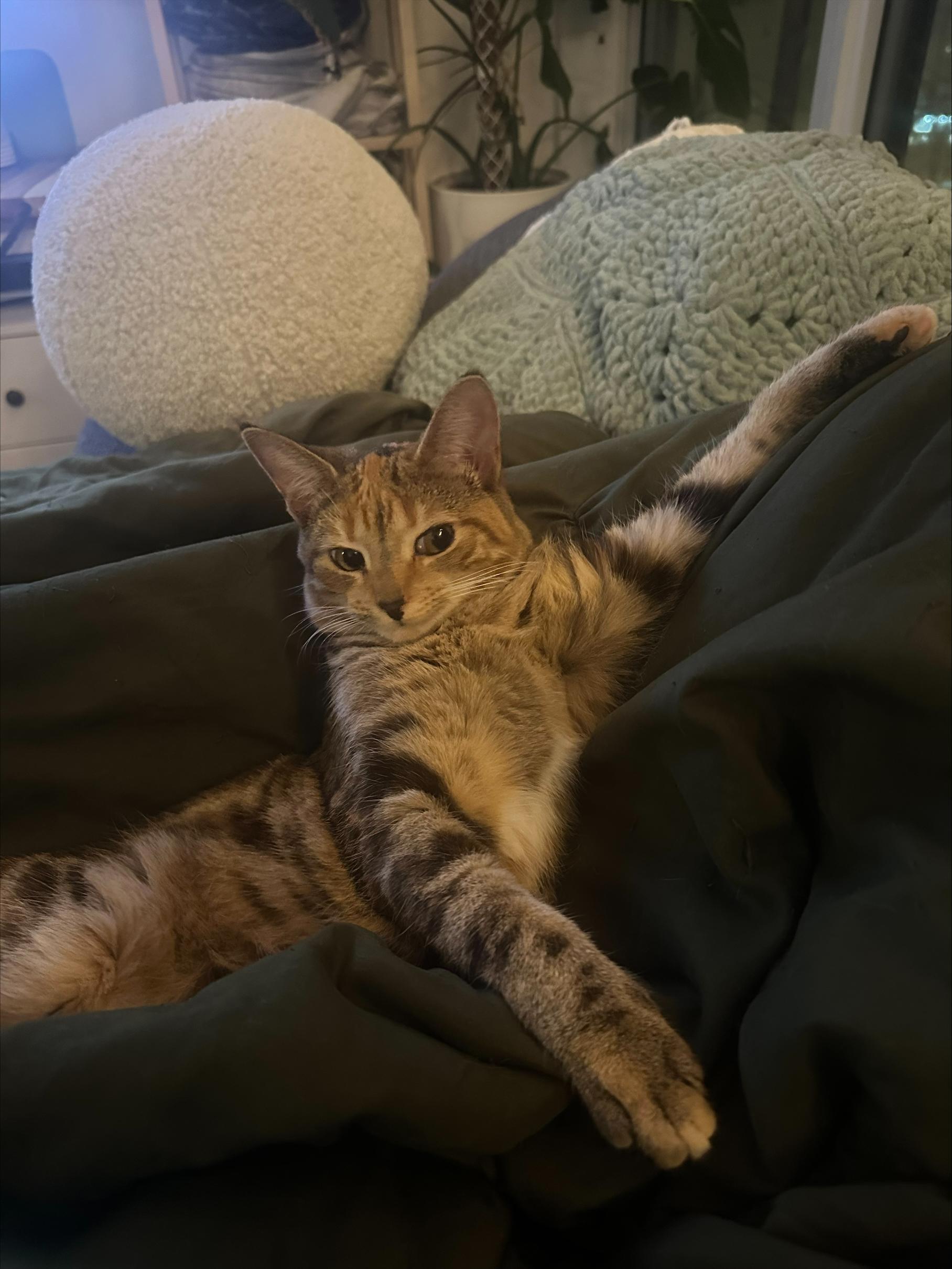 Enlarge Snickers *MUST BE ADOPTED AS A BUDDY CAT*, a ADOPTABLE Domestic Short Hair in Toronto, ON image 3/5