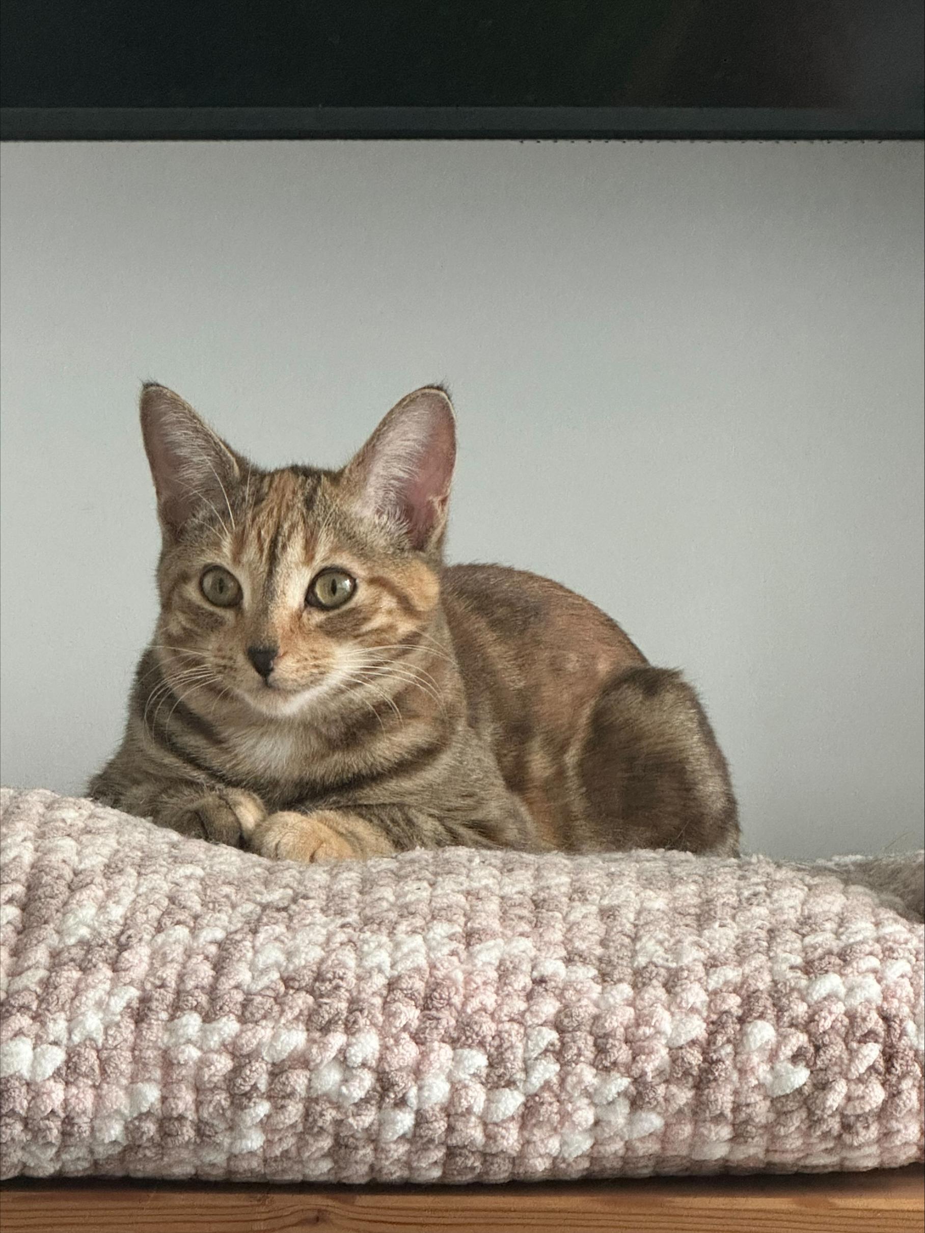 Enlarge Snickers *MUST BE ADOPTED AS A BUDDY CAT*, a ADOPTABLE Domestic Short Hair in Toronto, ON image 4/5