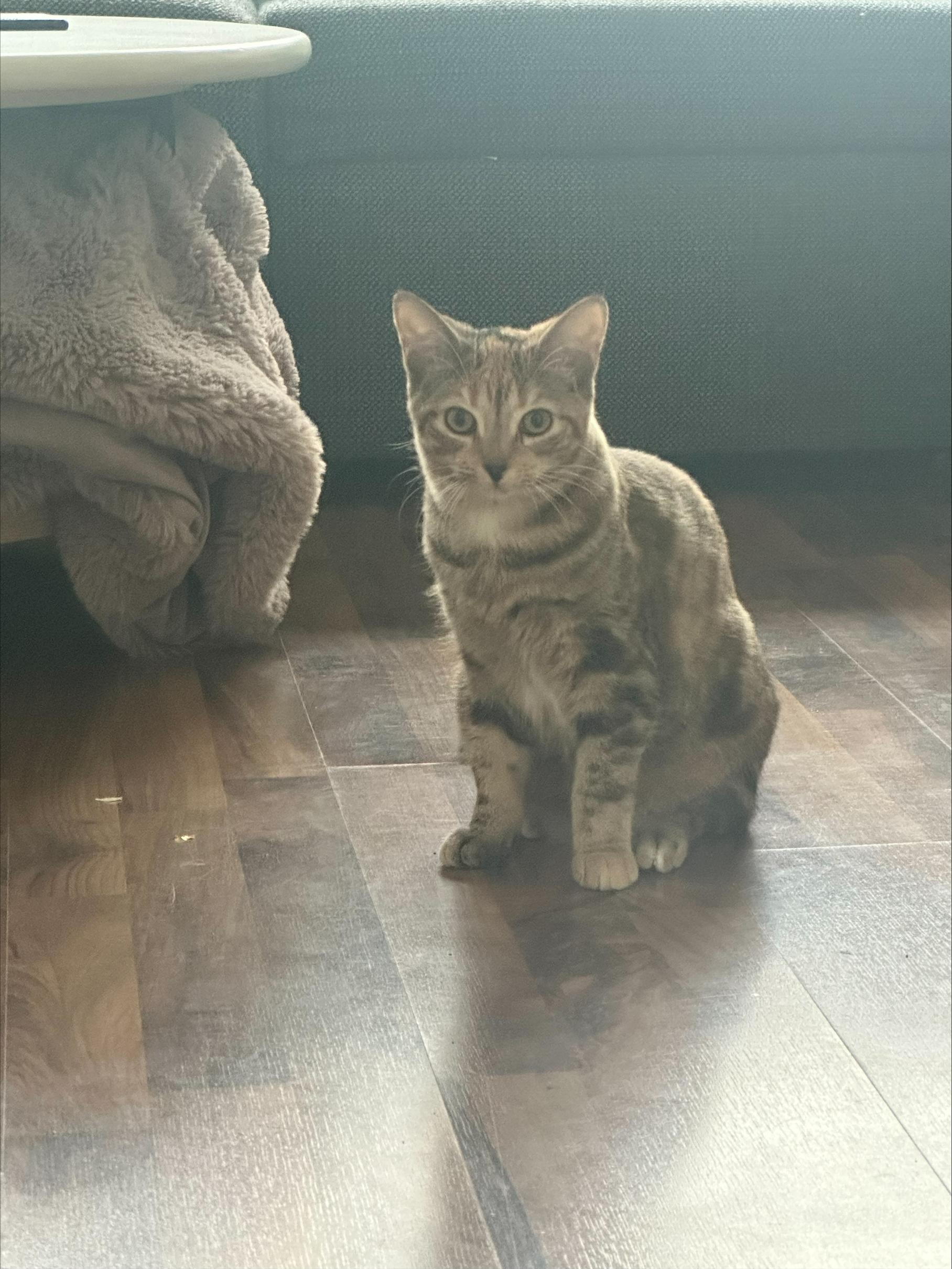 Enlarge Snickers *MUST BE ADOPTED AS A BUDDY CAT*, a ADOPTABLE Domestic Short Hair in Toronto, ON image 5/5