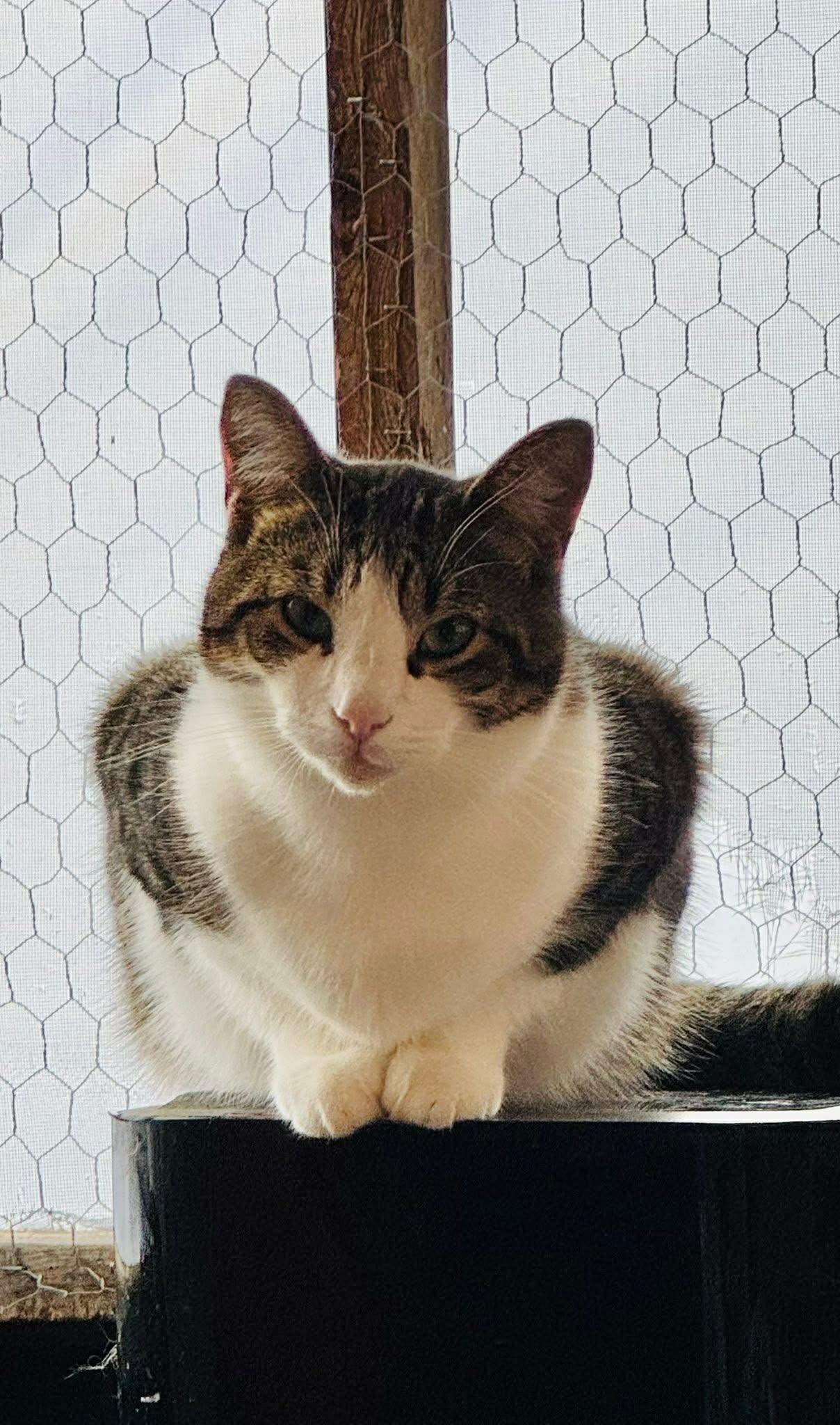 Enlarge Seamus, a Adoptable Tabby in Ashton, ON image 1/6