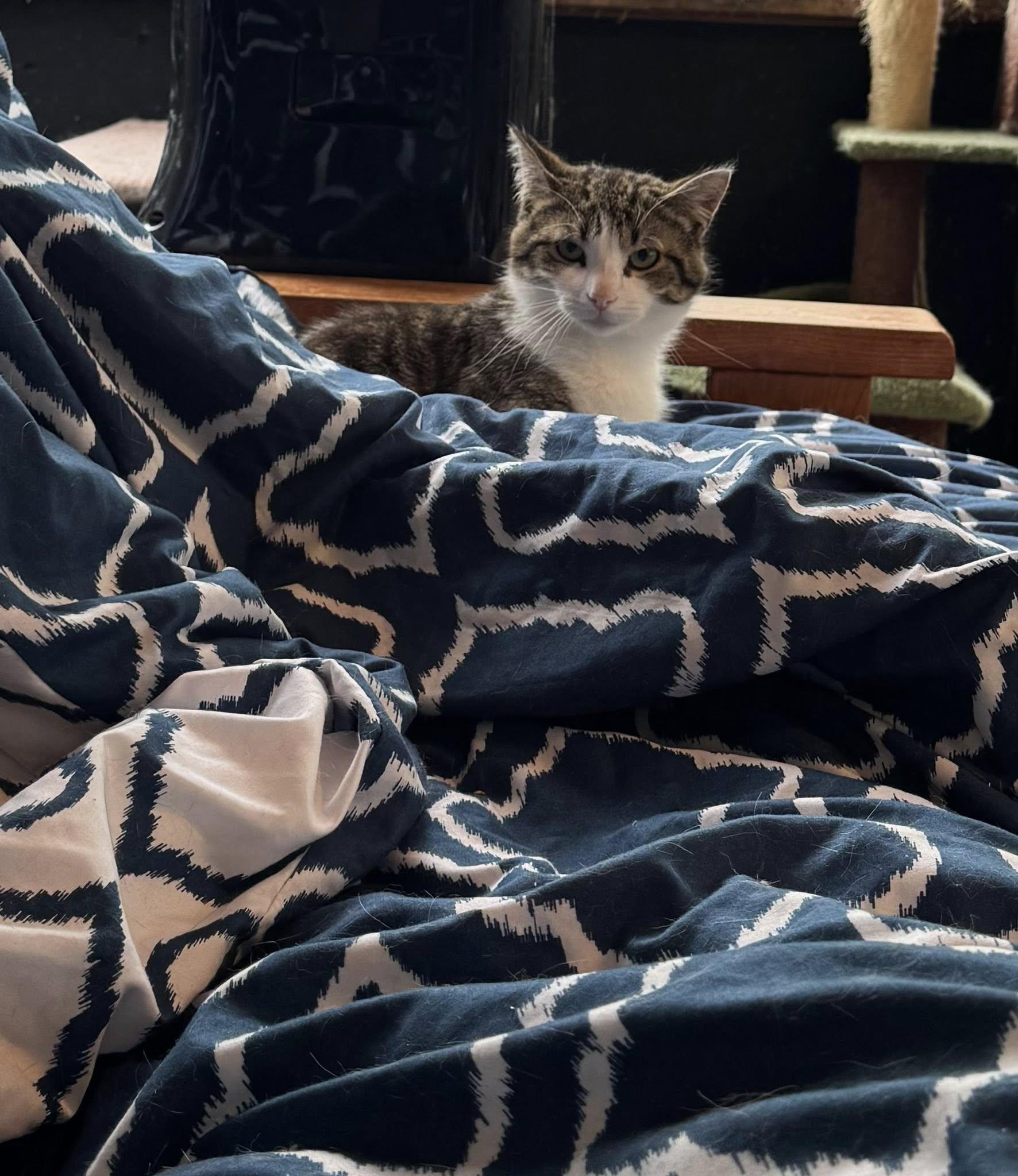 Seamus, an adoptable Tabby in Ashton, ON, K0A 1B0 | Photo Image 4