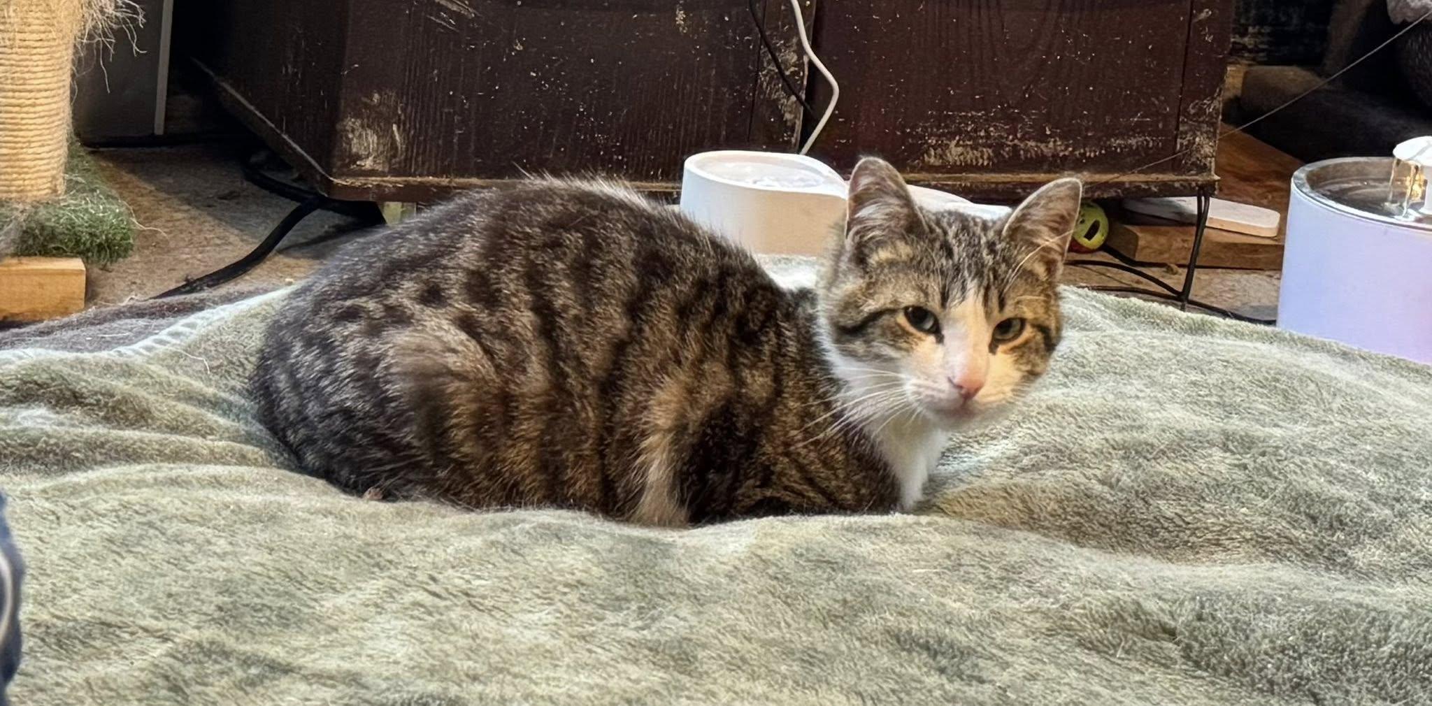 Seamus, a Adoptable Tabby in Ashton, ON image 5/5