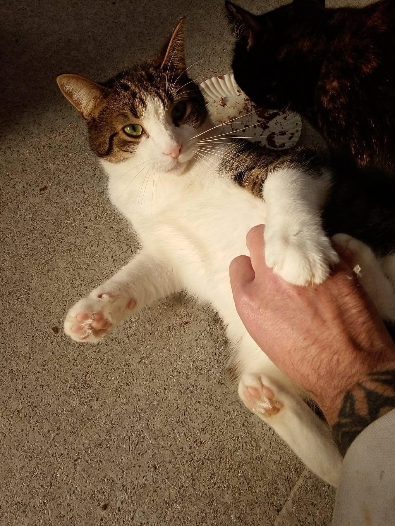 Enlarge Seamus, a Adoptable Tabby in Ashton, ON image 3/6