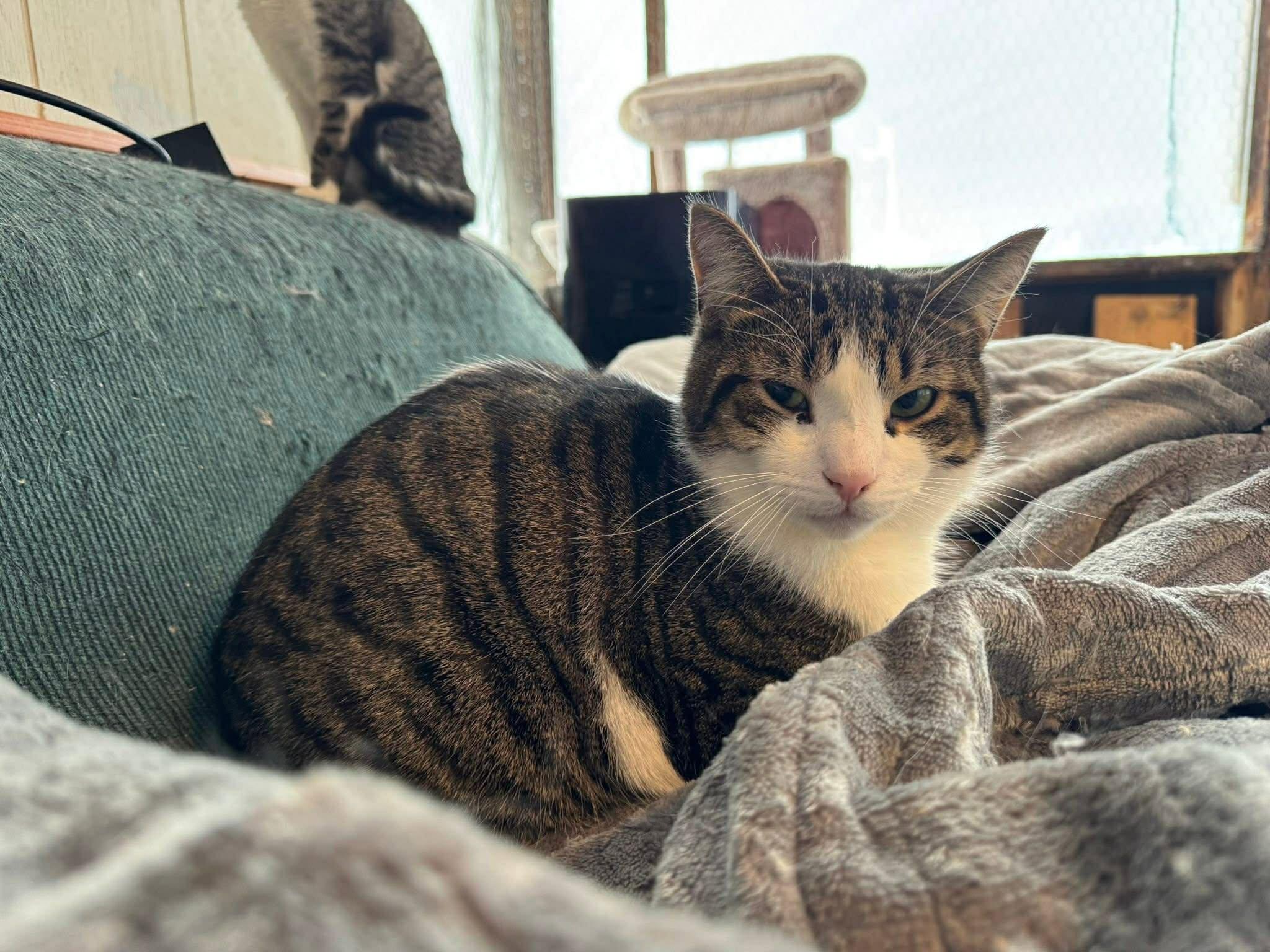 Enlarge Seamus, a Adoptable Tabby in Ashton, ON image 5/6