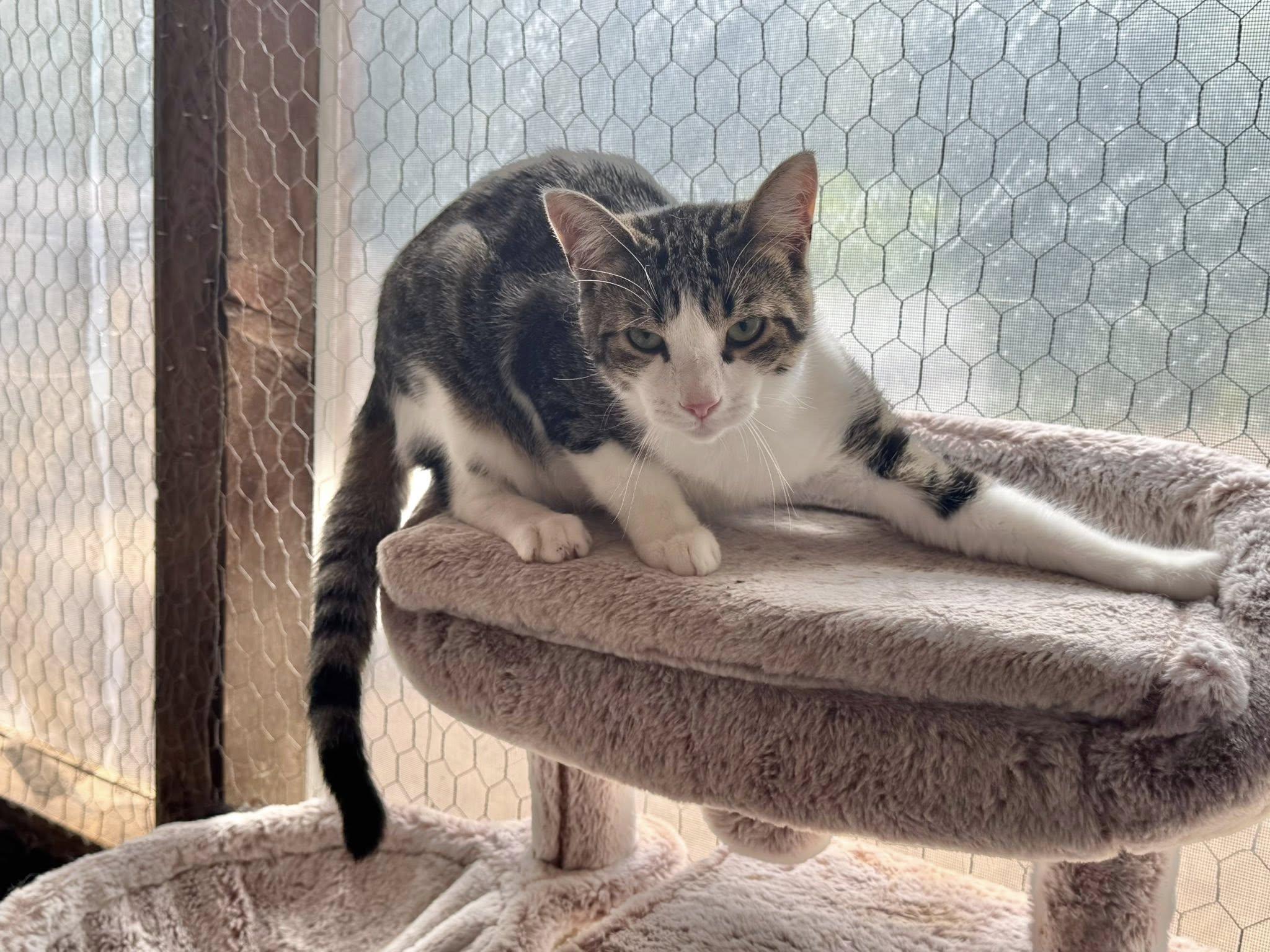 Seamus, an adoptable Tabby in Ashton, ON, K0A 1B0 | Photo Image 2