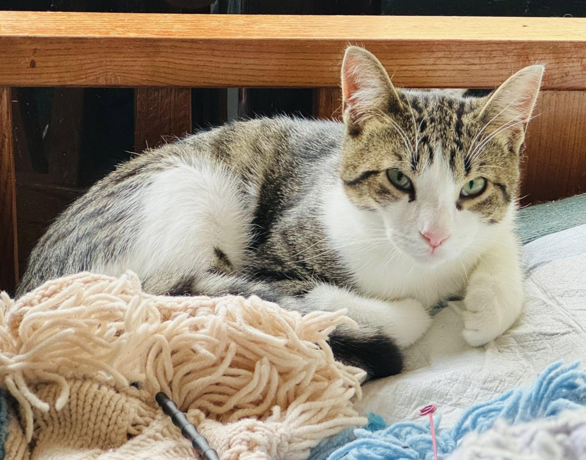 Seamus, a Adoptable Tabby in Ashton, ON image 1/5