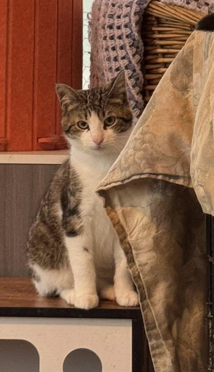 Seamus, a Adoptable Tabby in Ashton, ON image 3/5