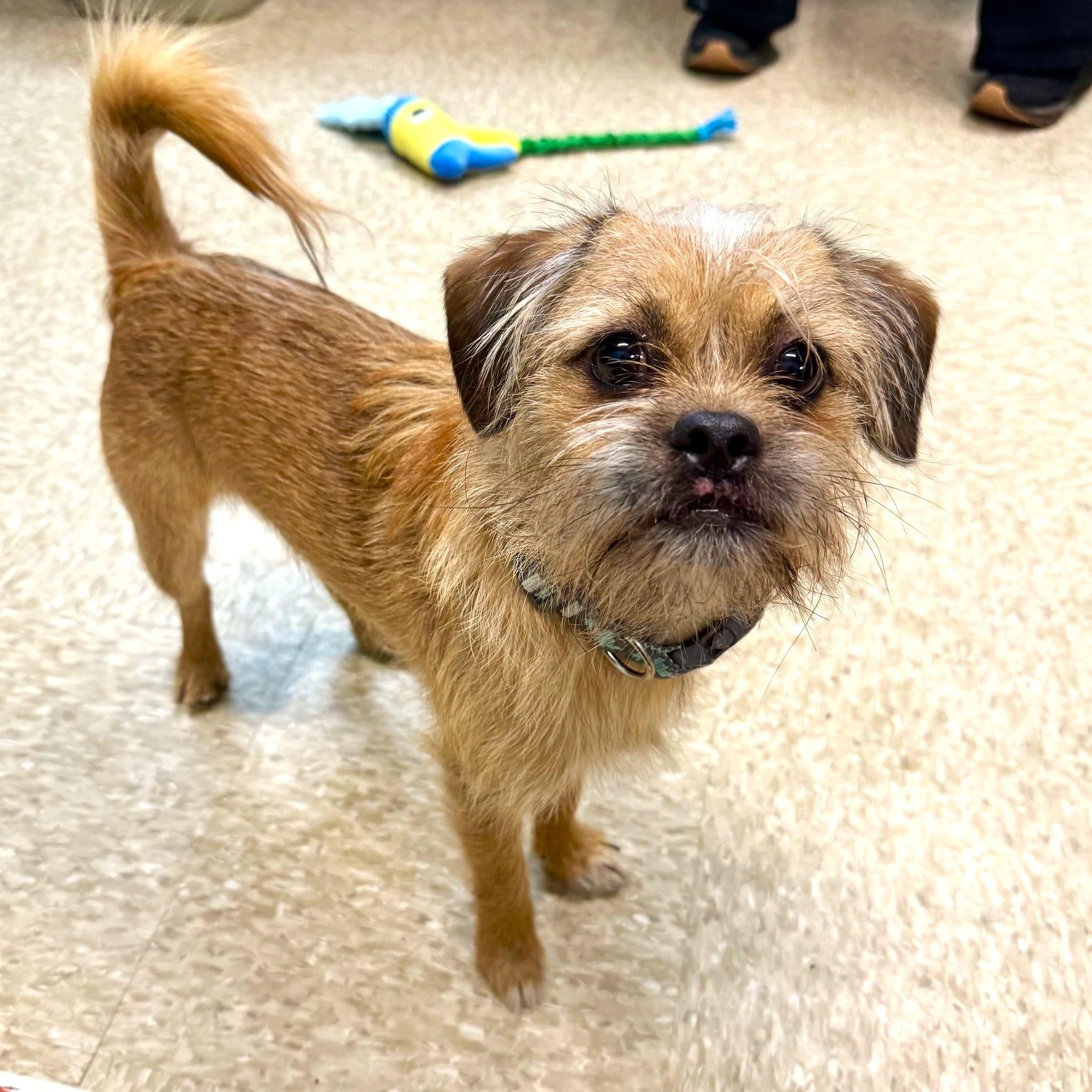 Enlarge Chewie, an adopted mixed breed in Brookhaven, NY image 4/4
