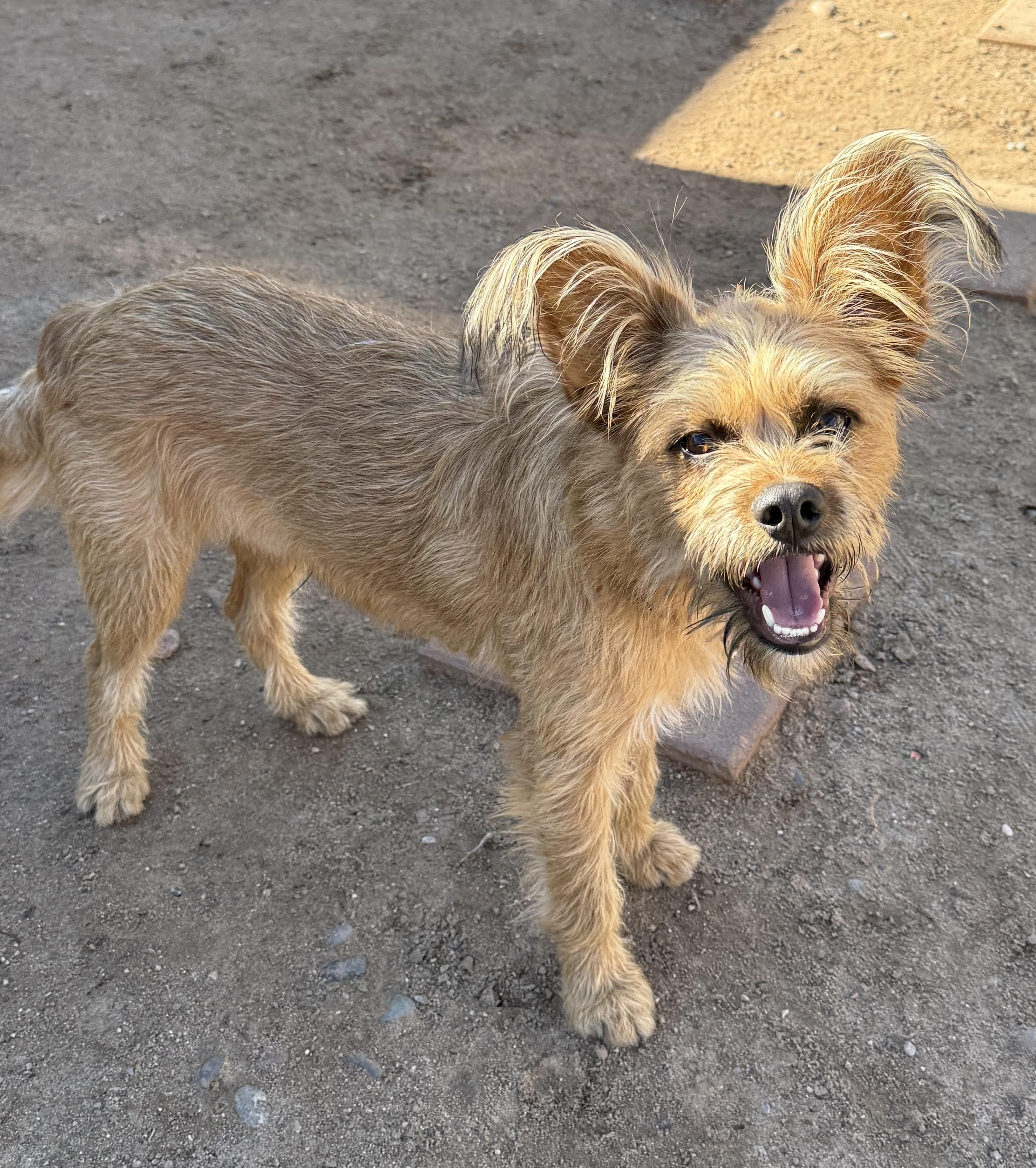 Chewy, a Adoptable mixed breed in Albuquerque, NM image 1/3