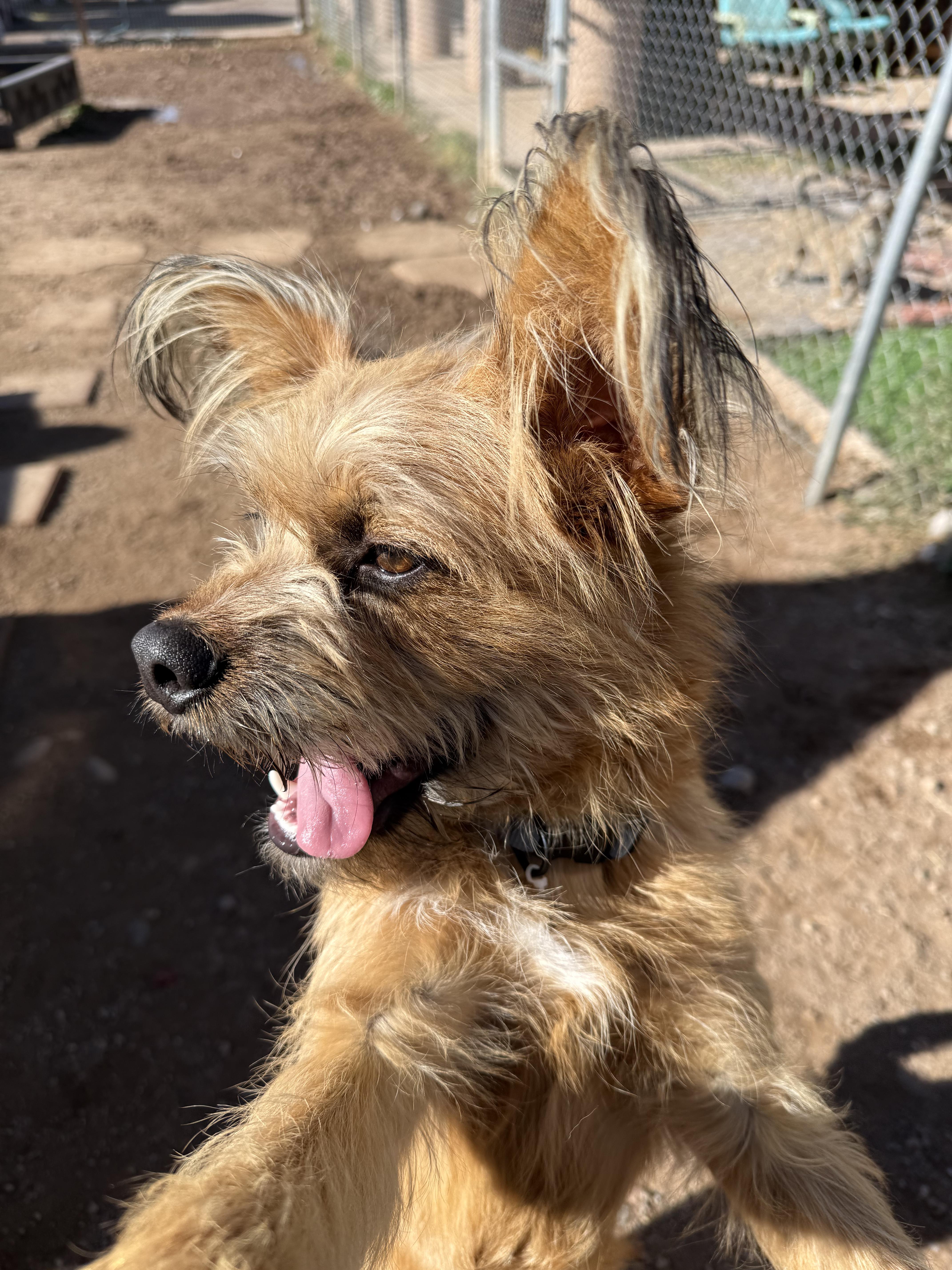 Chewy, a Adoptable mixed breed in Albuquerque, NM image 2/3