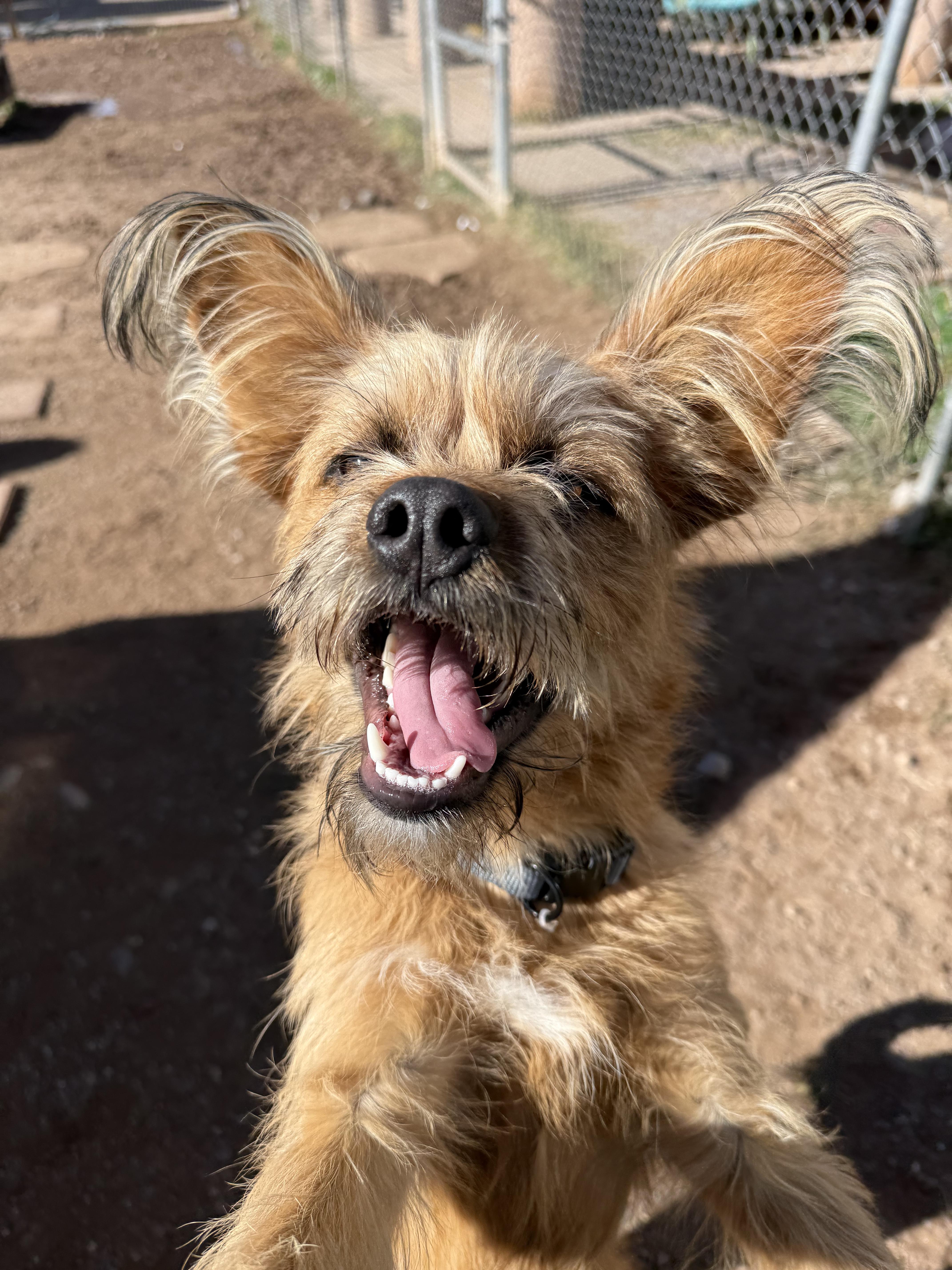 Chewy, a Adoptable mixed breed in Albuquerque, NM image 3/3