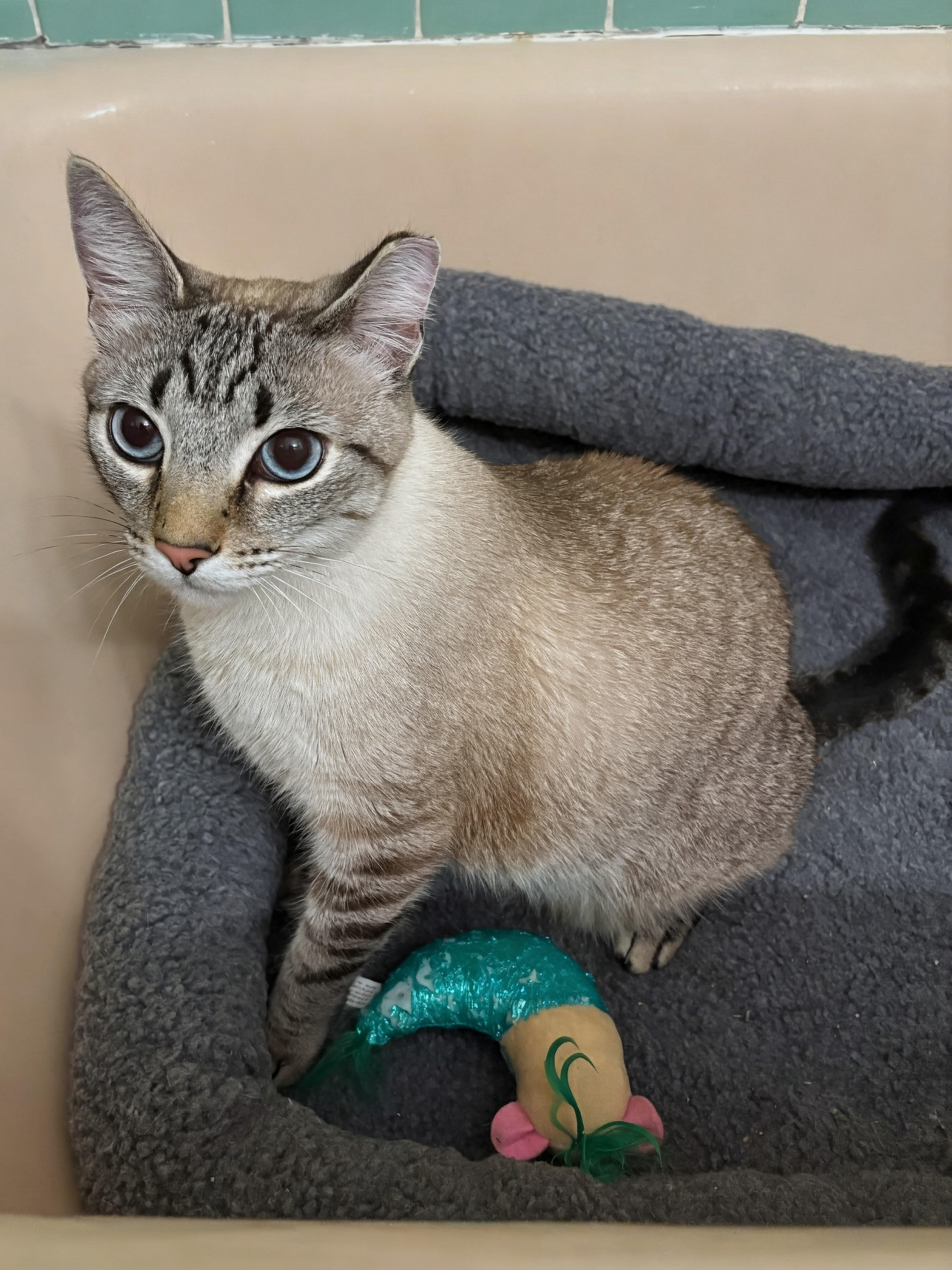 Frankie, an adoptable mixed breed in Saint Pete Beach, FL image 1/3