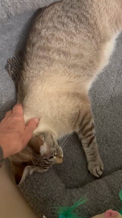 Enlarge Frankie, an adoptable mixed breed in Saint Pete Beach, FL video 2/3