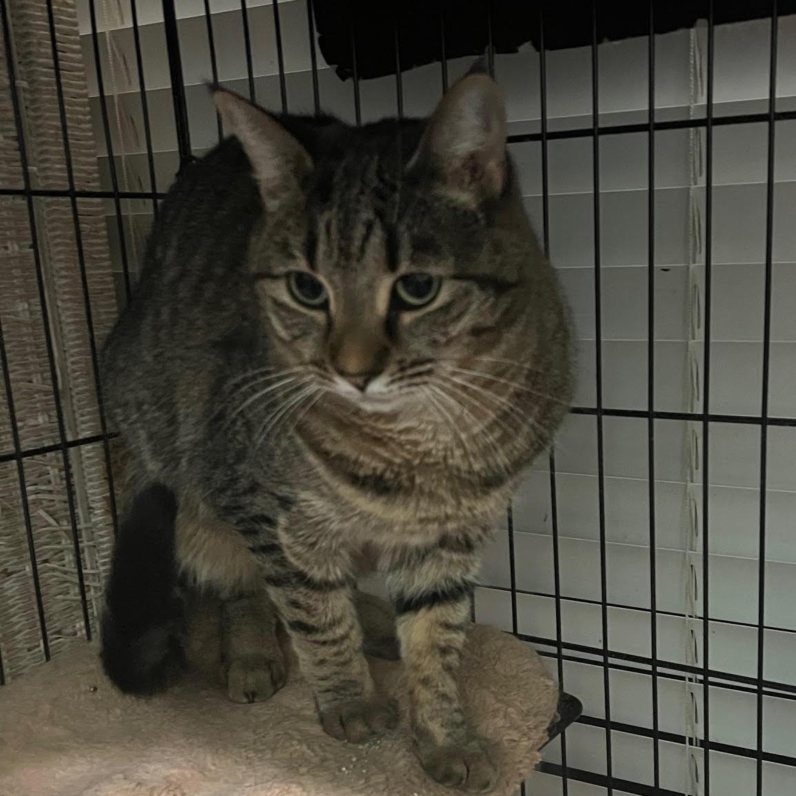 Bea, Adoptable, Adult Female Domestic Short Hair.