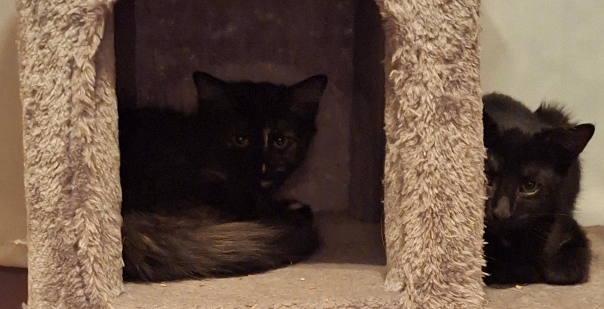 Enlarge Rocco & Ricotta, a ADOPTABLE Domestic Short Hair in Sainte-Angele-de-Monnoir, QC image 1/5