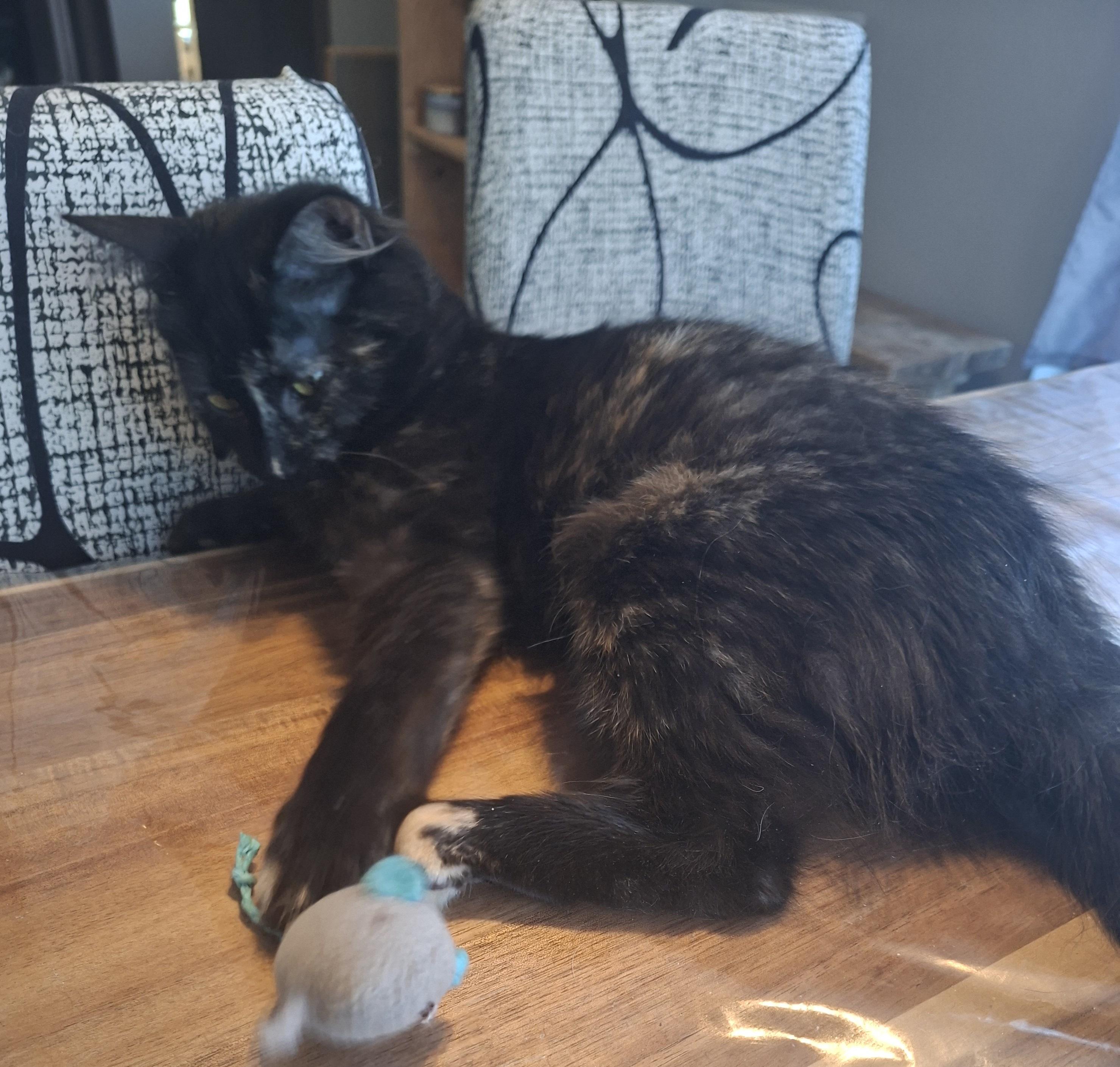 Enlarge Rocco & Ricotta, a ADOPTABLE Domestic Short Hair in Sainte-Angele-de-Monnoir, QC image 5/5