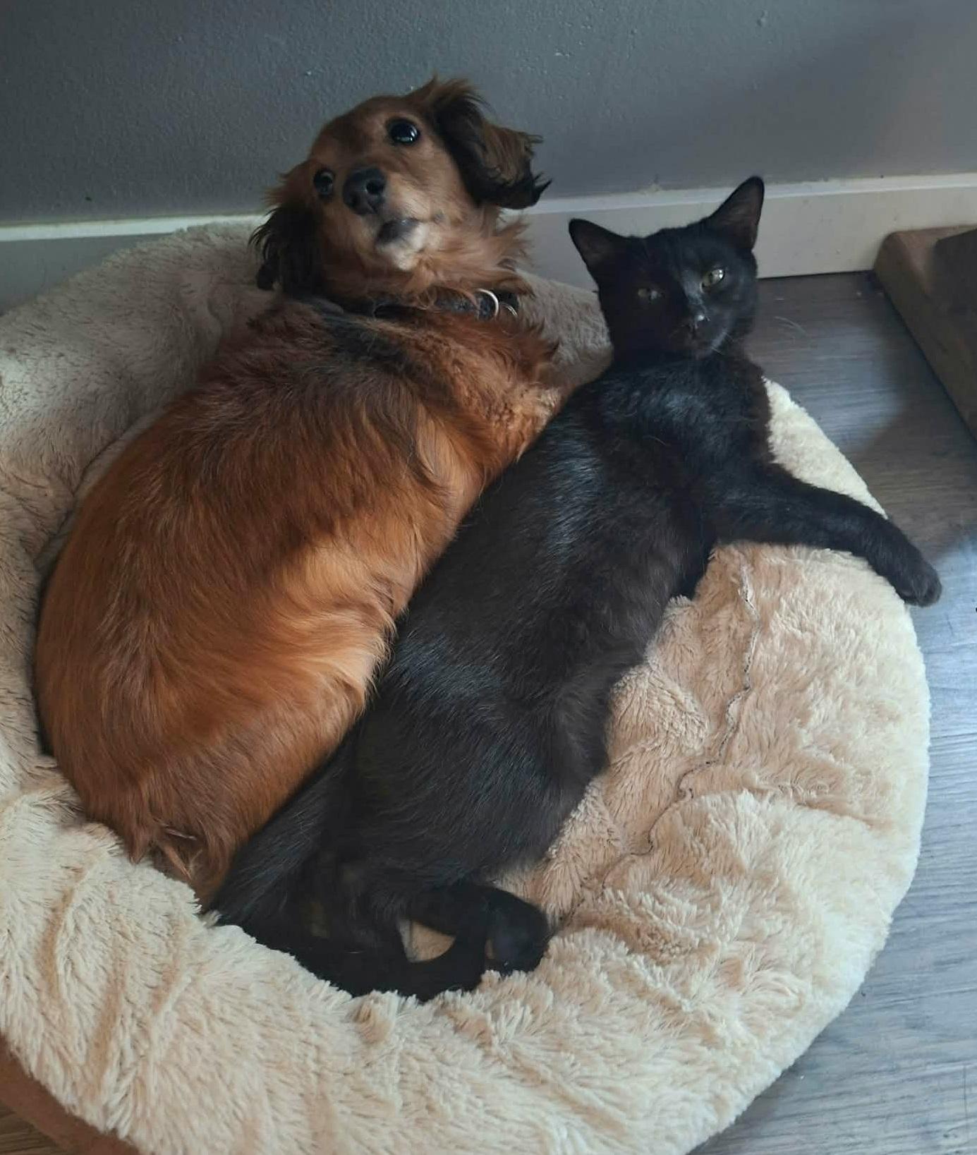 Enlarge Rocco & Ricotta, a ADOPTABLE Domestic Short Hair in Sainte-Angele-de-Monnoir, QC image 3/5