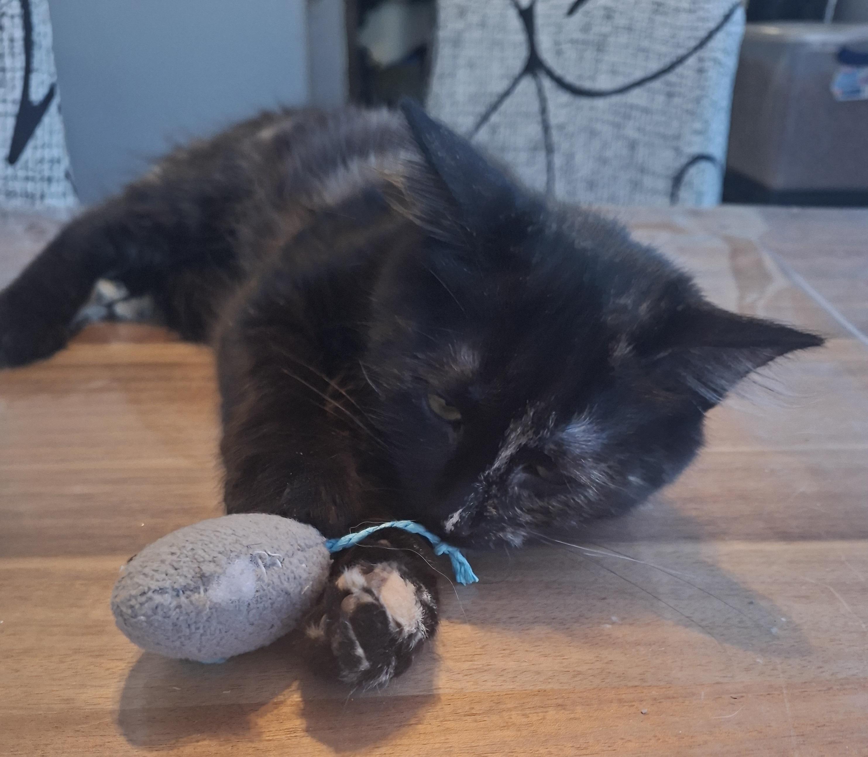 Enlarge Rocco & Ricotta, a ADOPTABLE Domestic Short Hair in Sainte-Angele-de-Monnoir, QC image 4/5