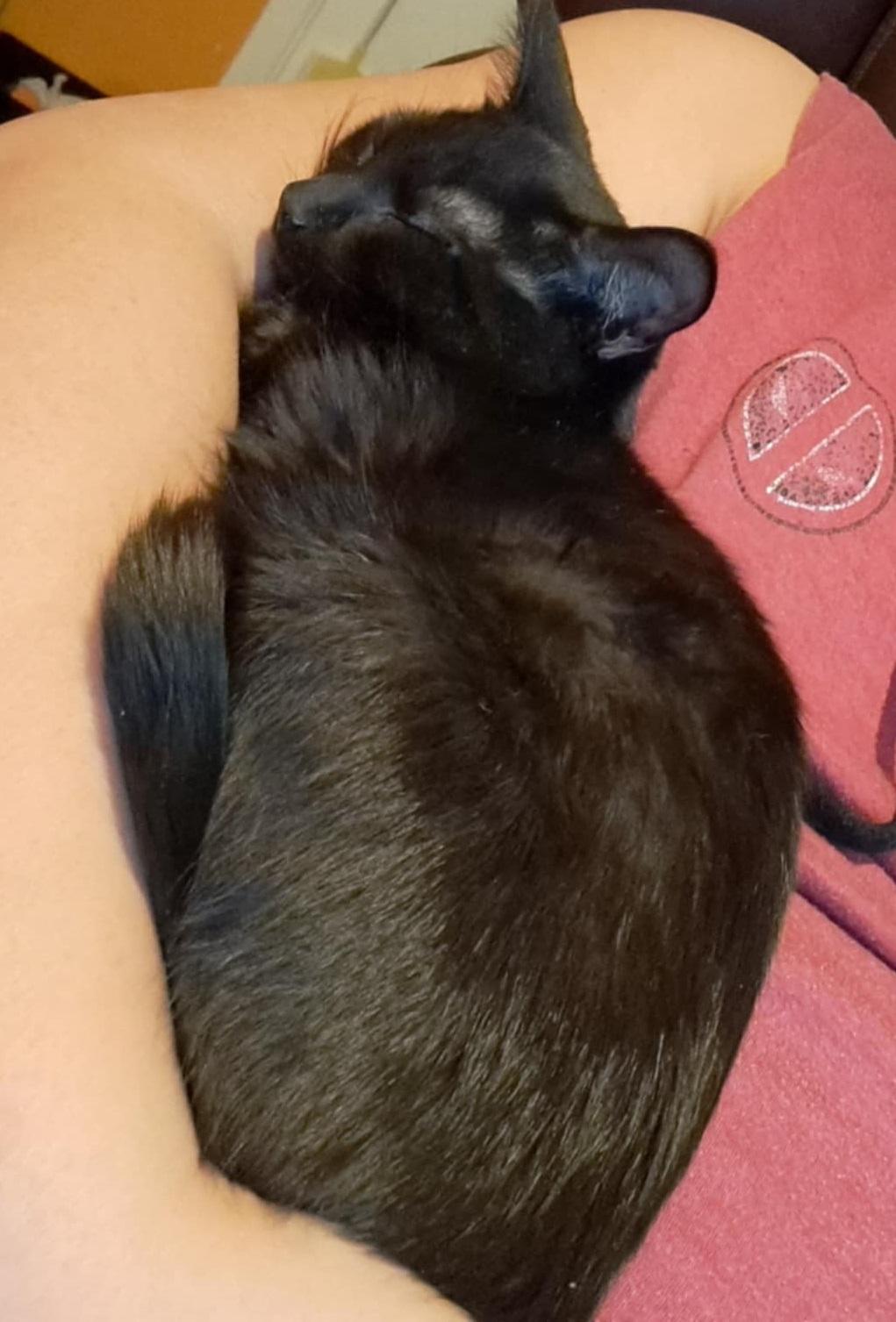 Enlarge Rocco & Ricotta, a ADOPTABLE Domestic Short Hair in Sainte-Angele-de-Monnoir, QC image 2/5