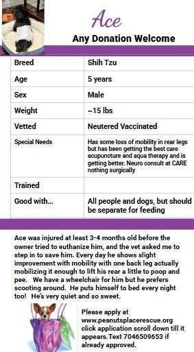 Enlarge Ace, a ADOPTABLE Shih Tzu in Matthews, NC image 5/5