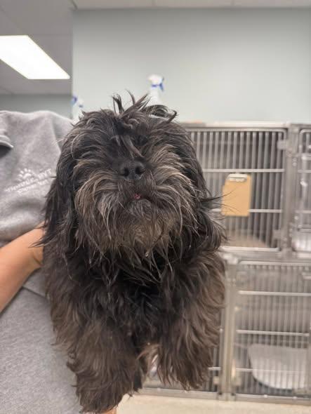 Enlarge Ace, a ADOPTABLE Shih Tzu in Matthews, NC image 2/4