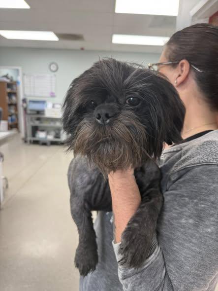 Ace, ADOPTABLE, Adult Male Shih Tzu.