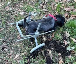 Enlarge Ace, a ADOPTABLE Shih Tzu in Matthews, NC image 3/4