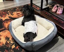 Enlarge Ace, a ADOPTABLE Shih Tzu in Matthews, NC image 4/4