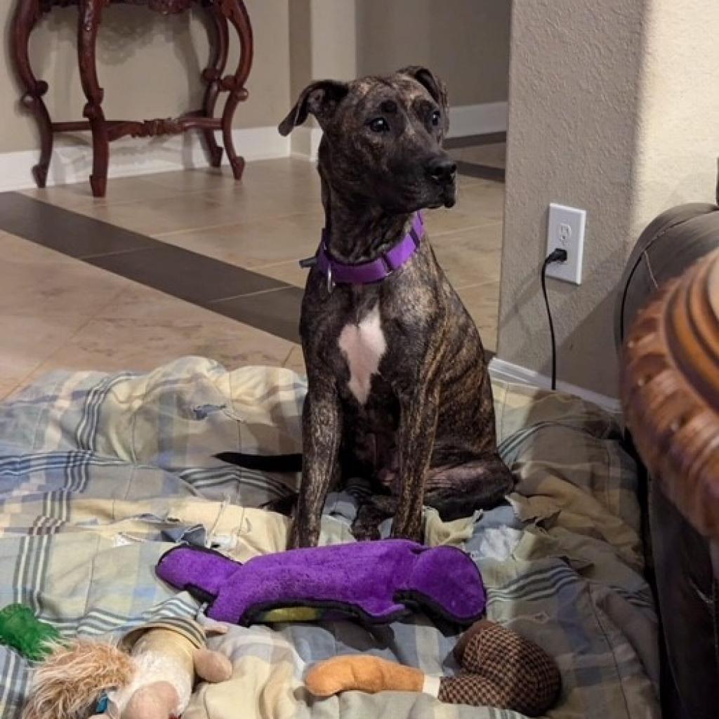 Enlarge Lima Bean, a Adoptable mixed breed in League City, TX image 1/6