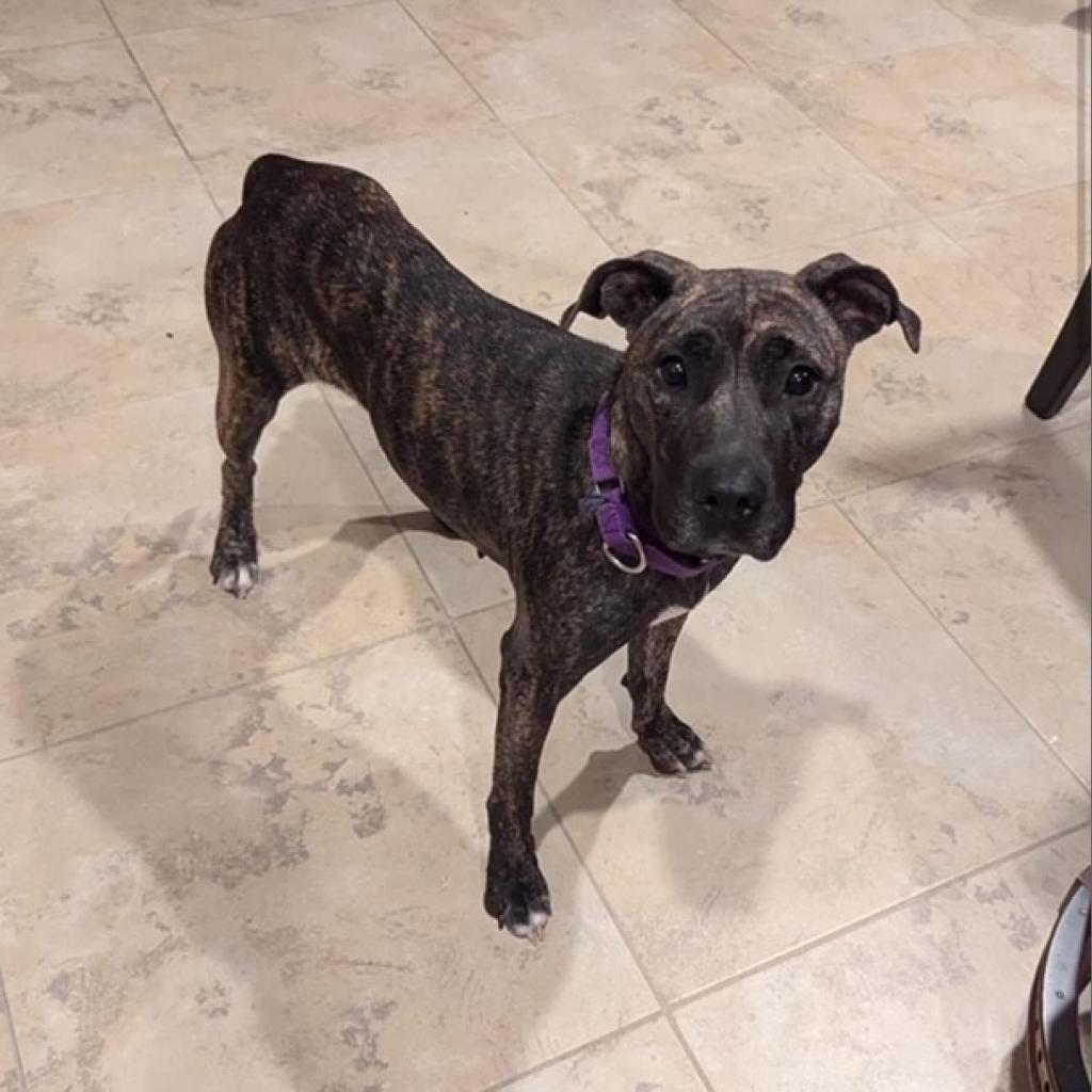 Enlarge Lima Bean, a Adoptable mixed breed in League City, TX image 2/6